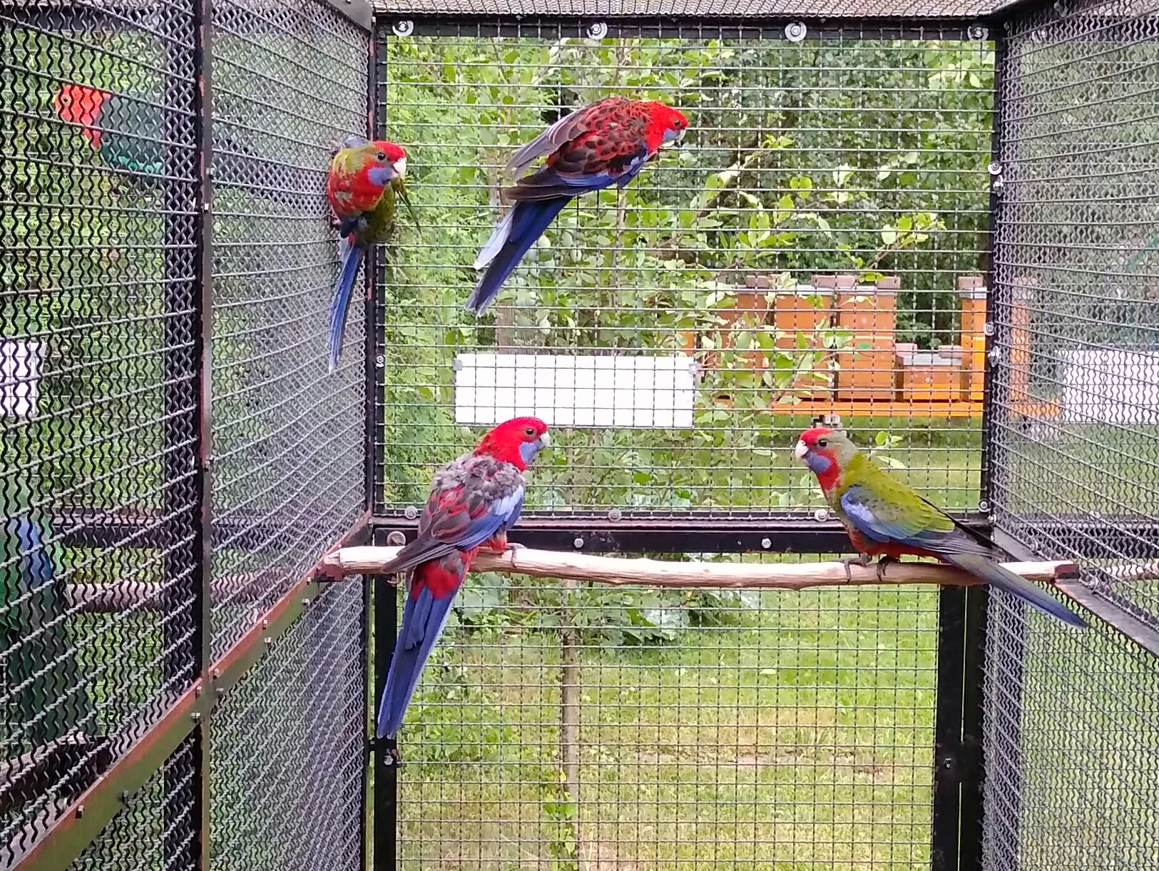 Rosela penant přírodní