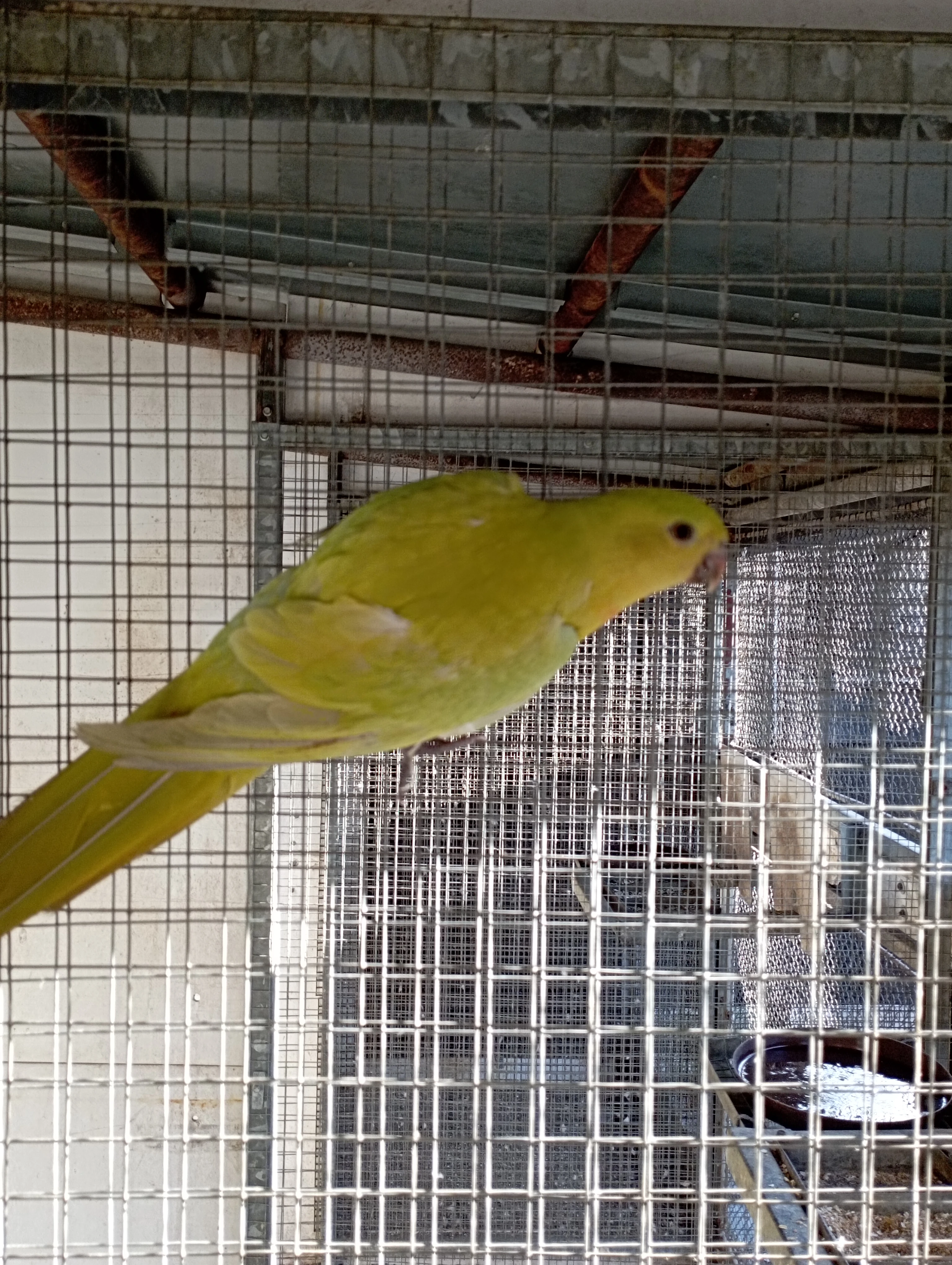 Rosela, Kakariki, Královský žlutý