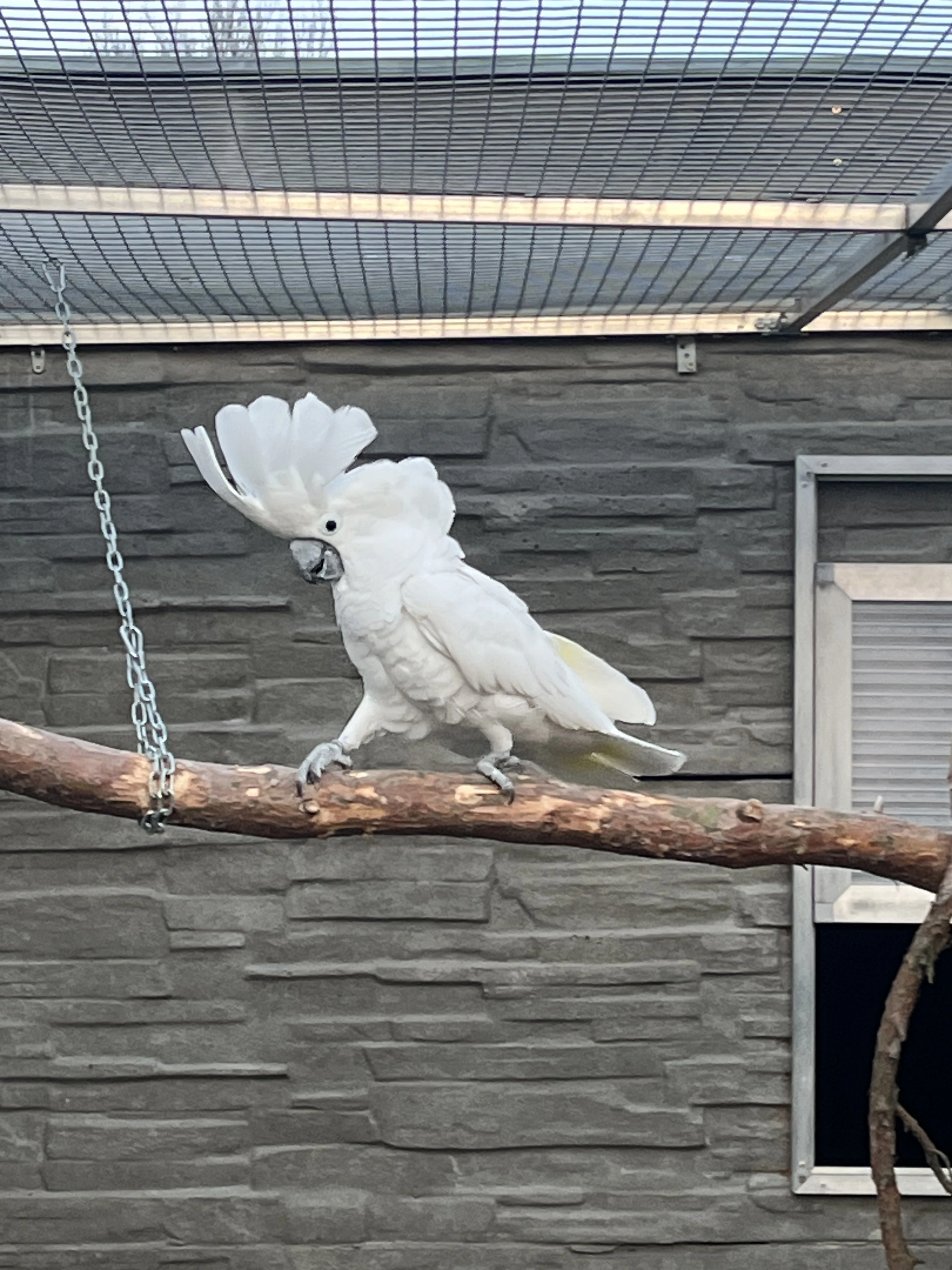 Kakadu Bílý  samec