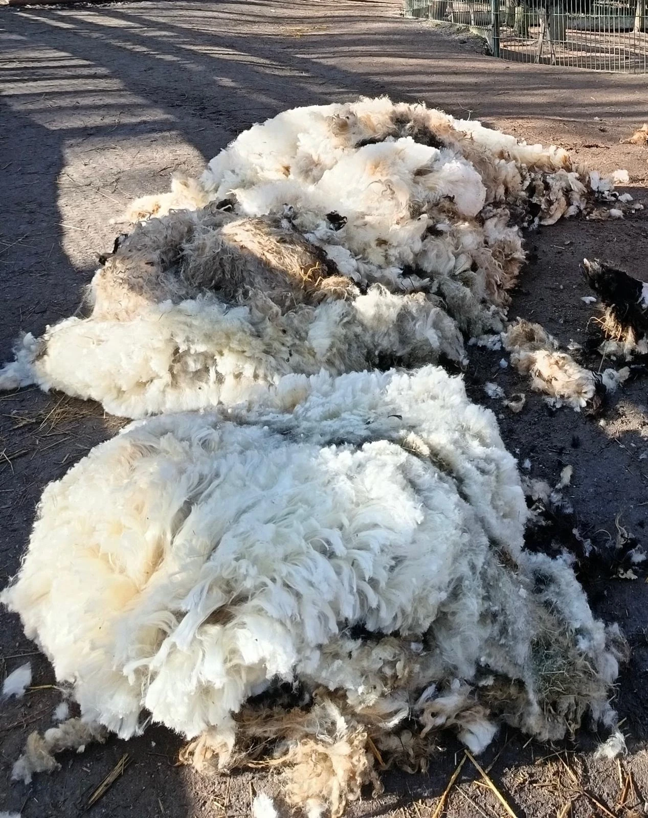 Vlna z Walliserských ovcí