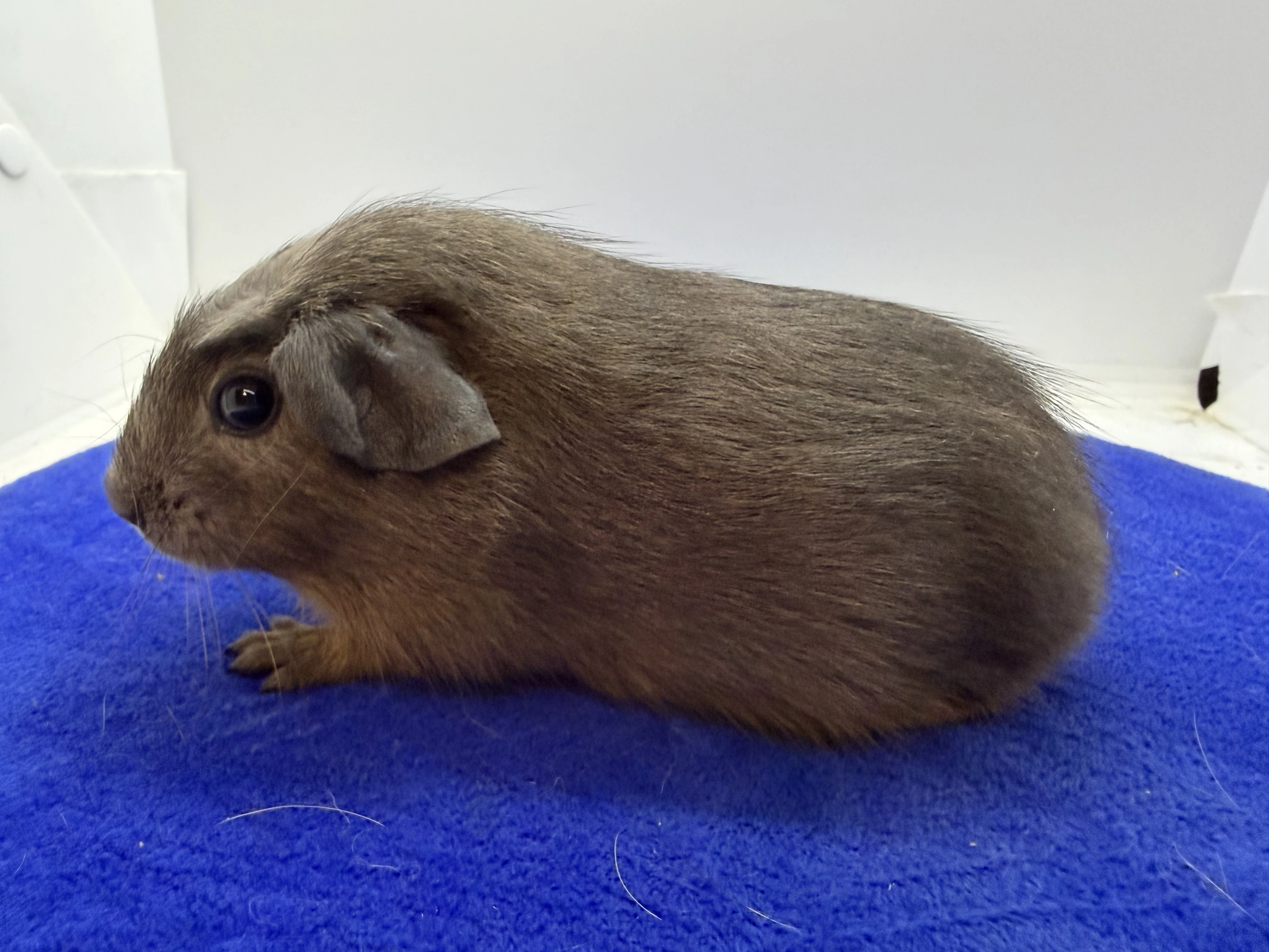 Morče crested samička aguti blue/amber