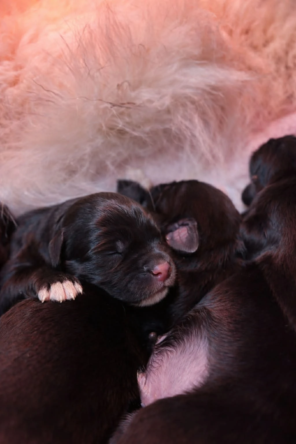 Štěňata kříženců