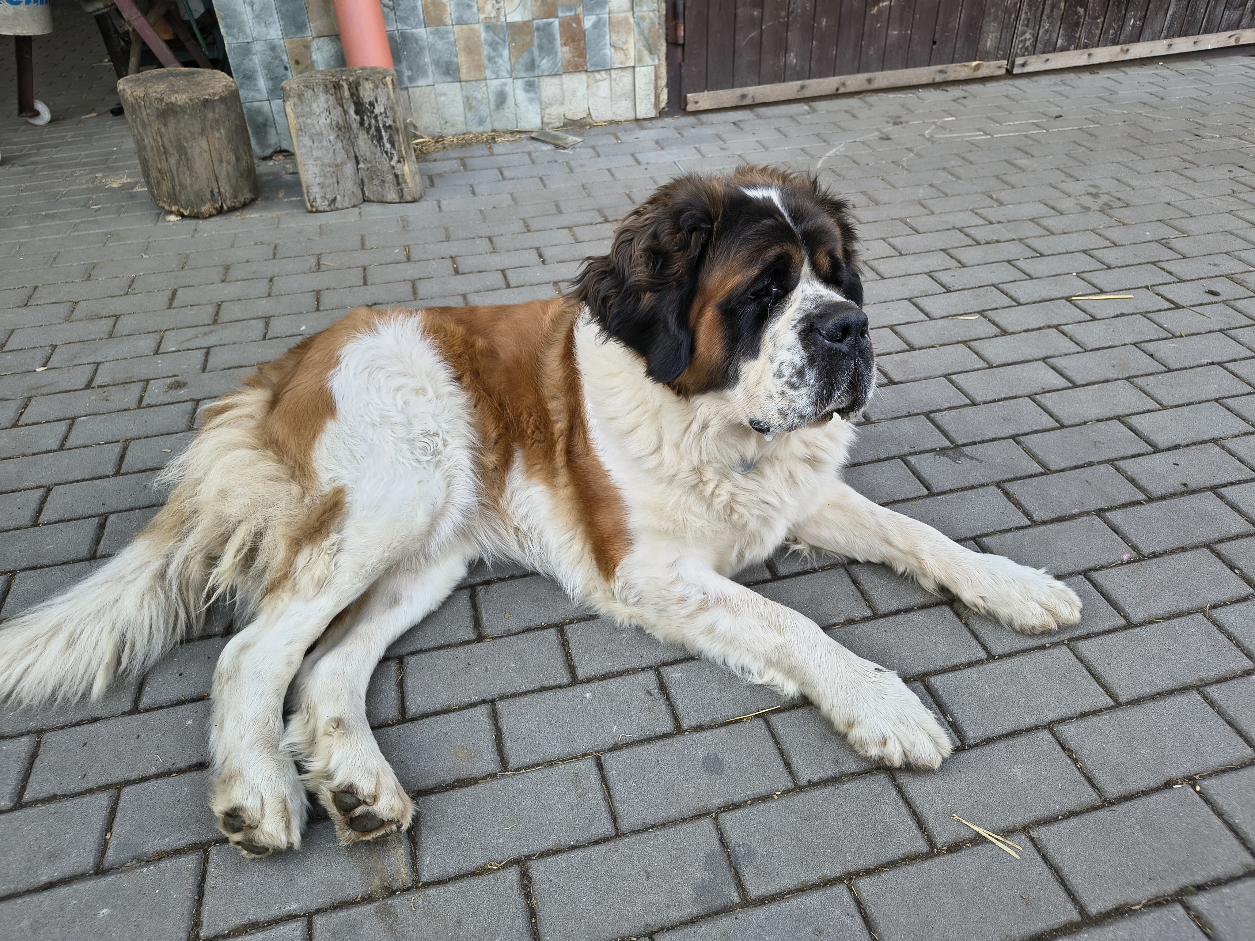 Svatobernardský pes ke krytí