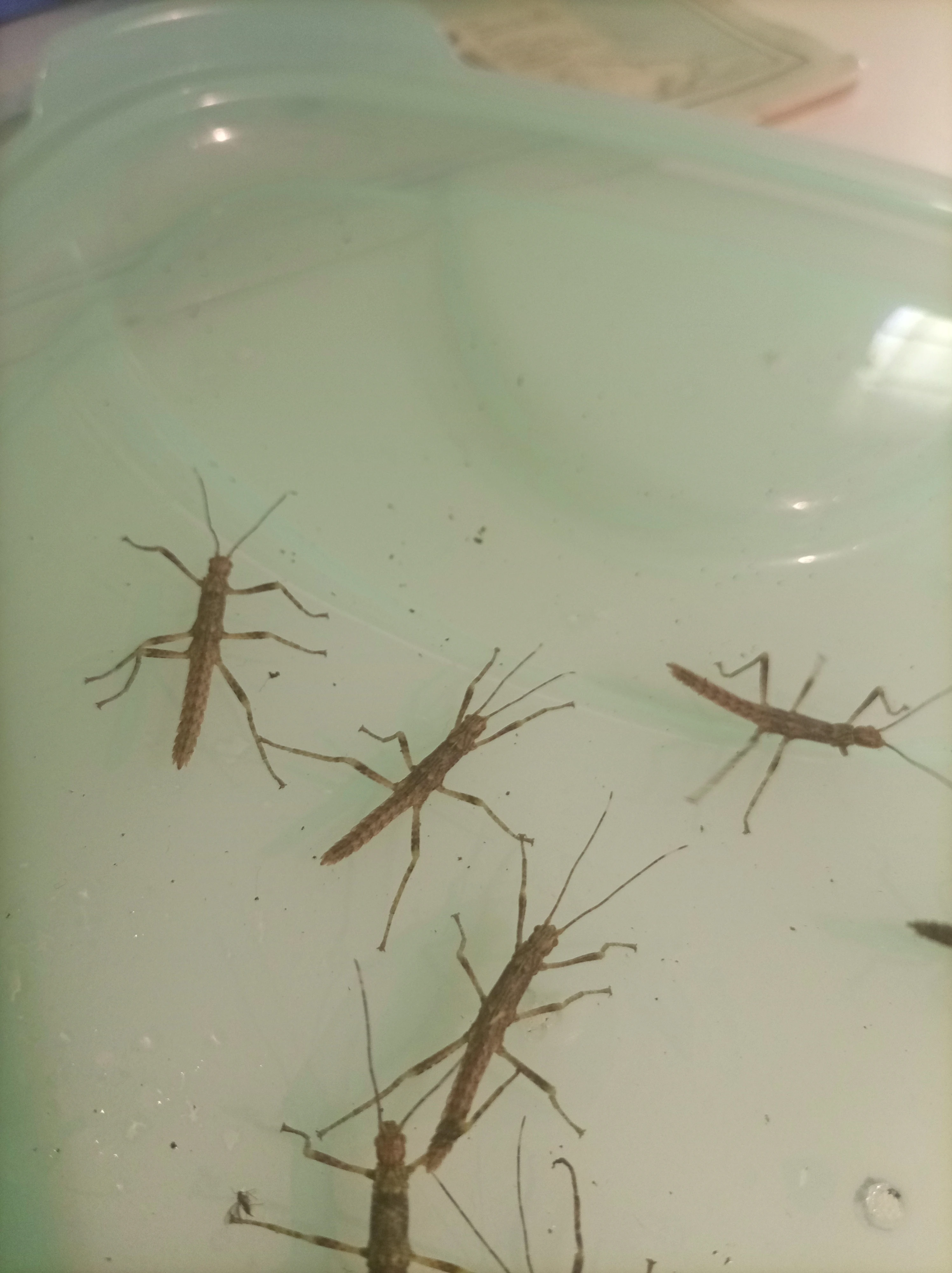 Strašilky ostrouhlé ( eurycantha calcarata)