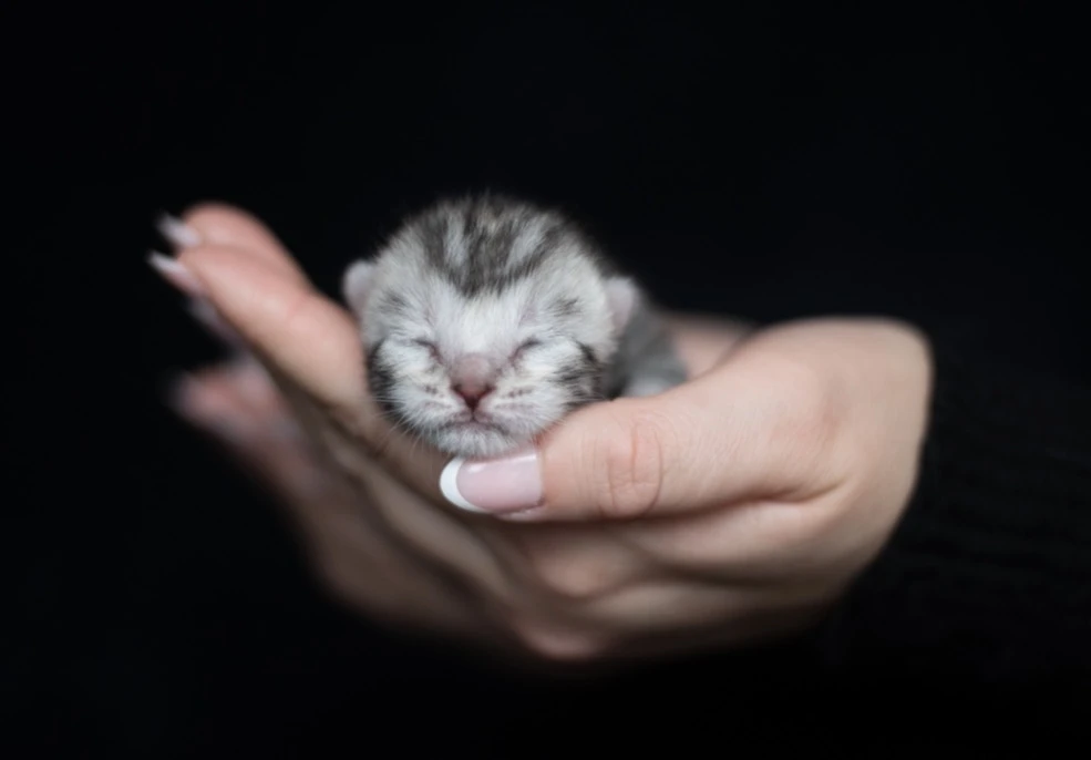 Bengálská koťátka s PP mazlíček/chov