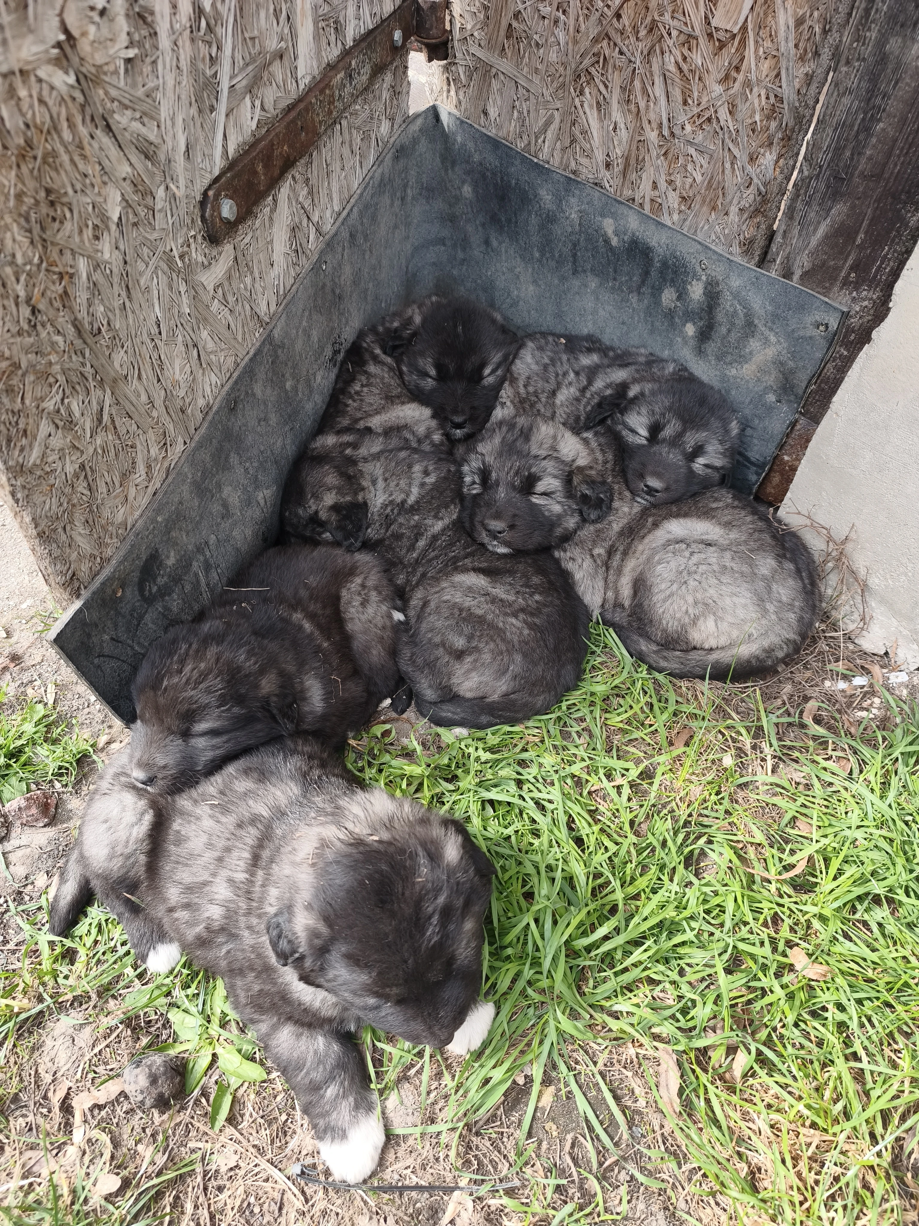 Kavkazský pastevecký pes