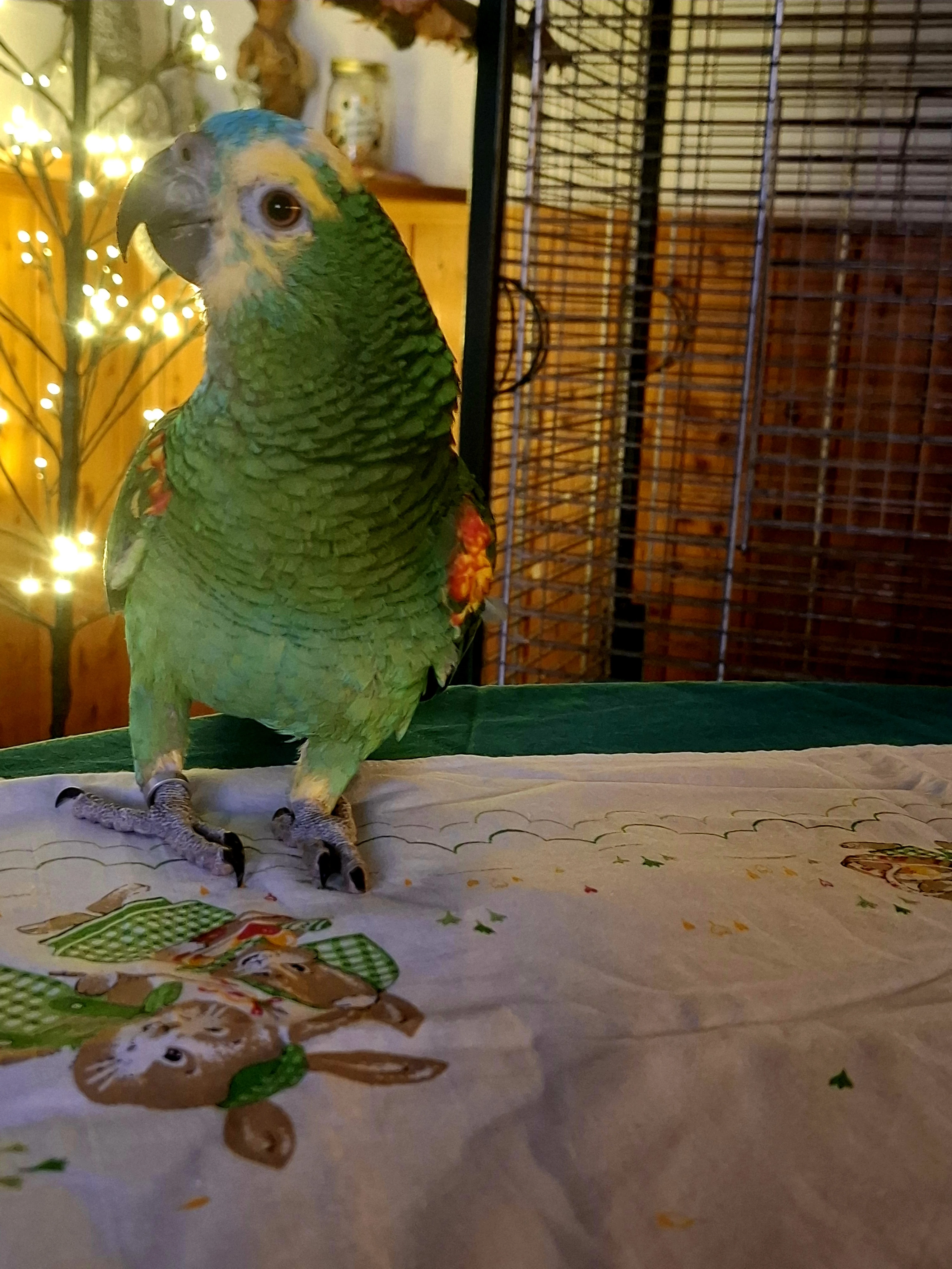 Amazoňan modročelý