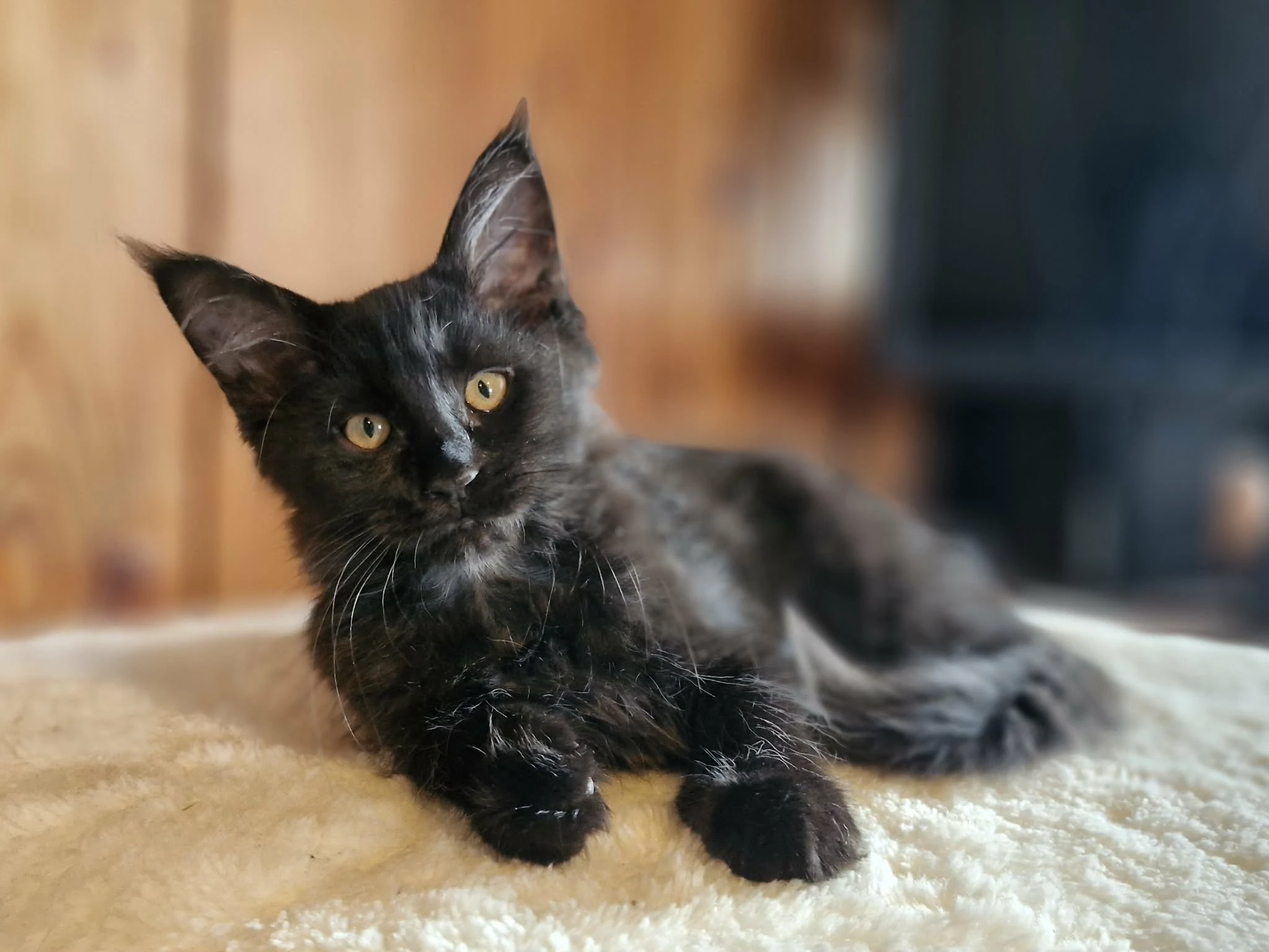 Mainská mývalí kočka s PP