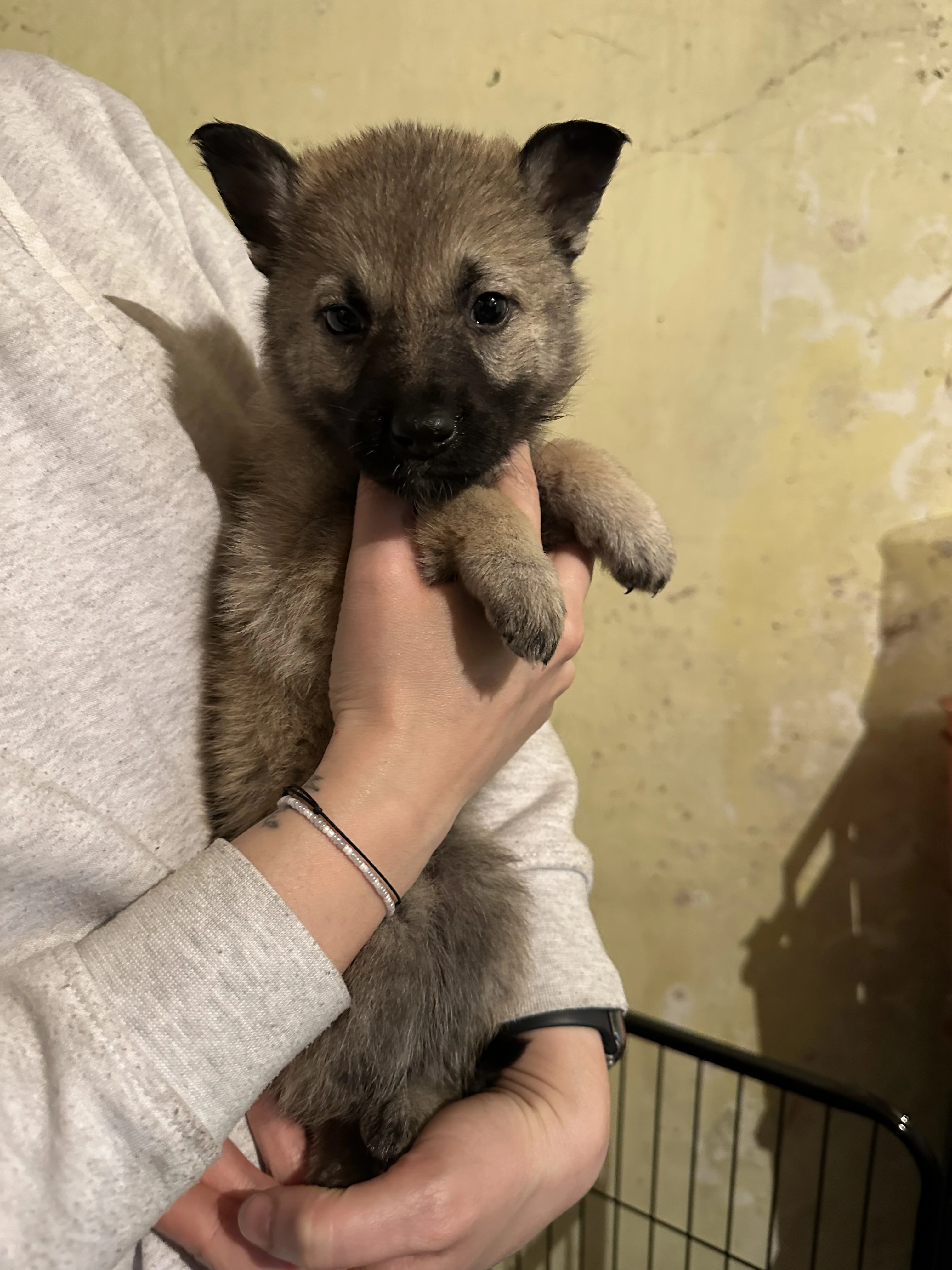 Štěňátka no x čsv