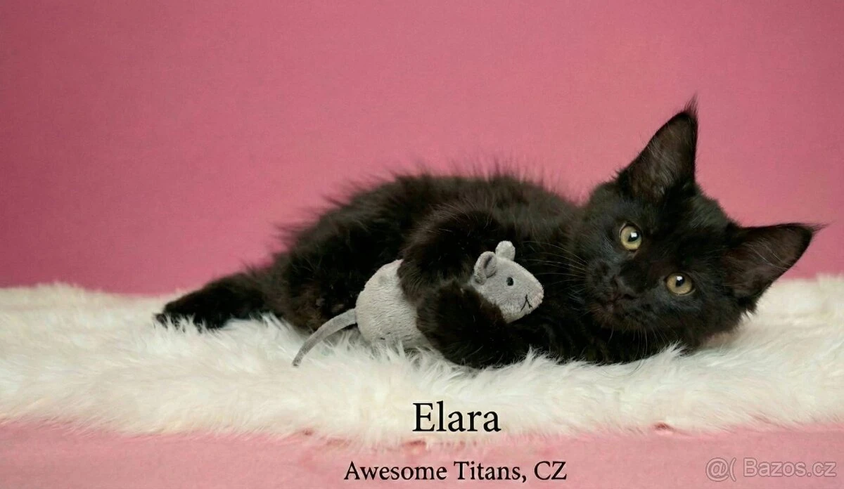 Mainská mývalí (MCO) kočička - zb. Black smoke