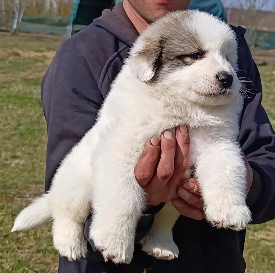 Pyrenejský horský pes  štěňátka