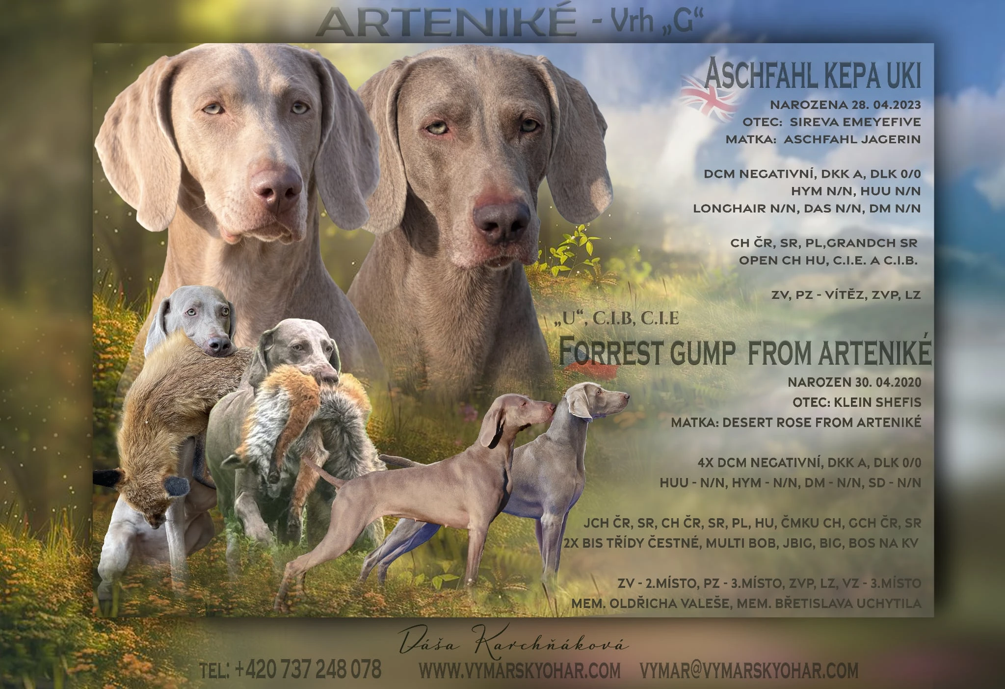 Výmarský ohař krátkosrstý s PP - štěňata