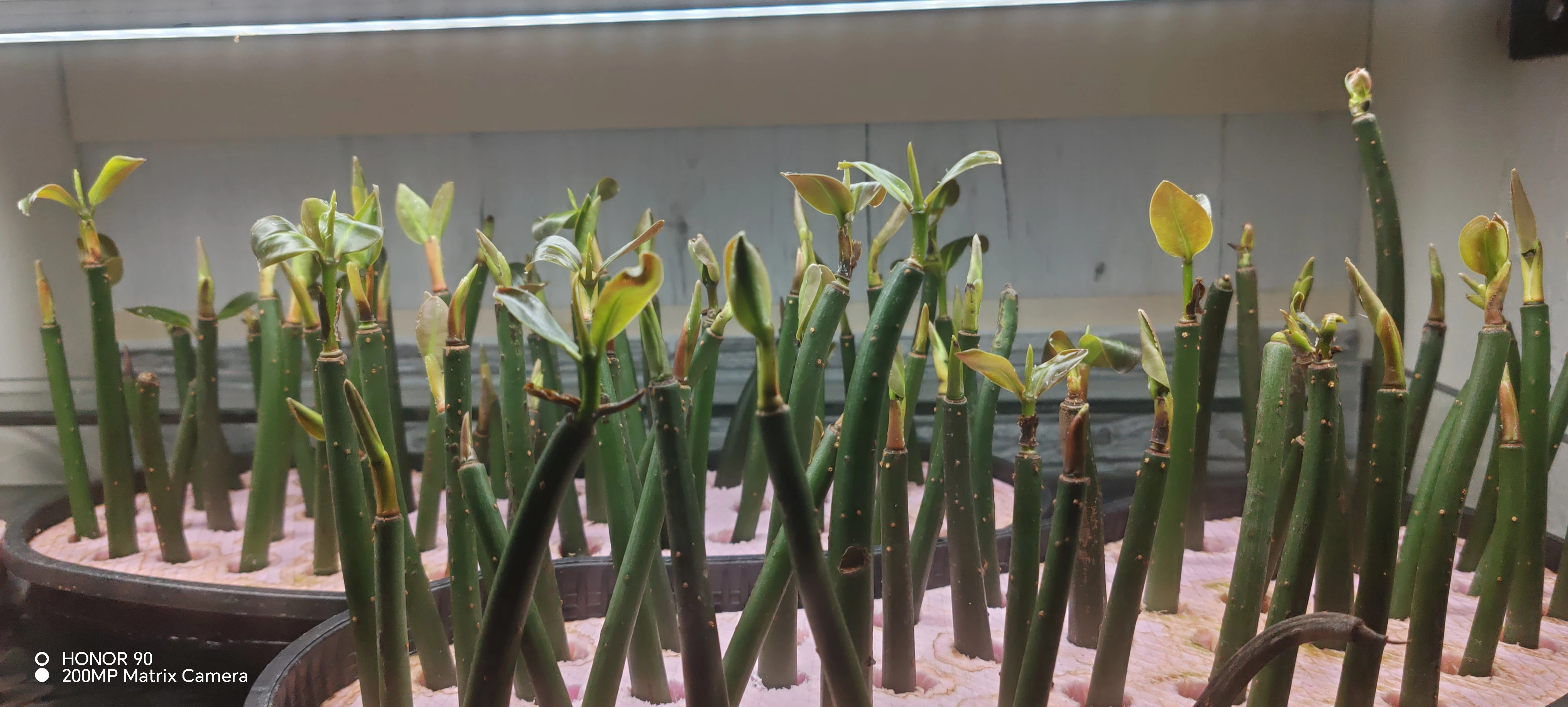 Predám Mangrovník červený (Rhizophora mangle)