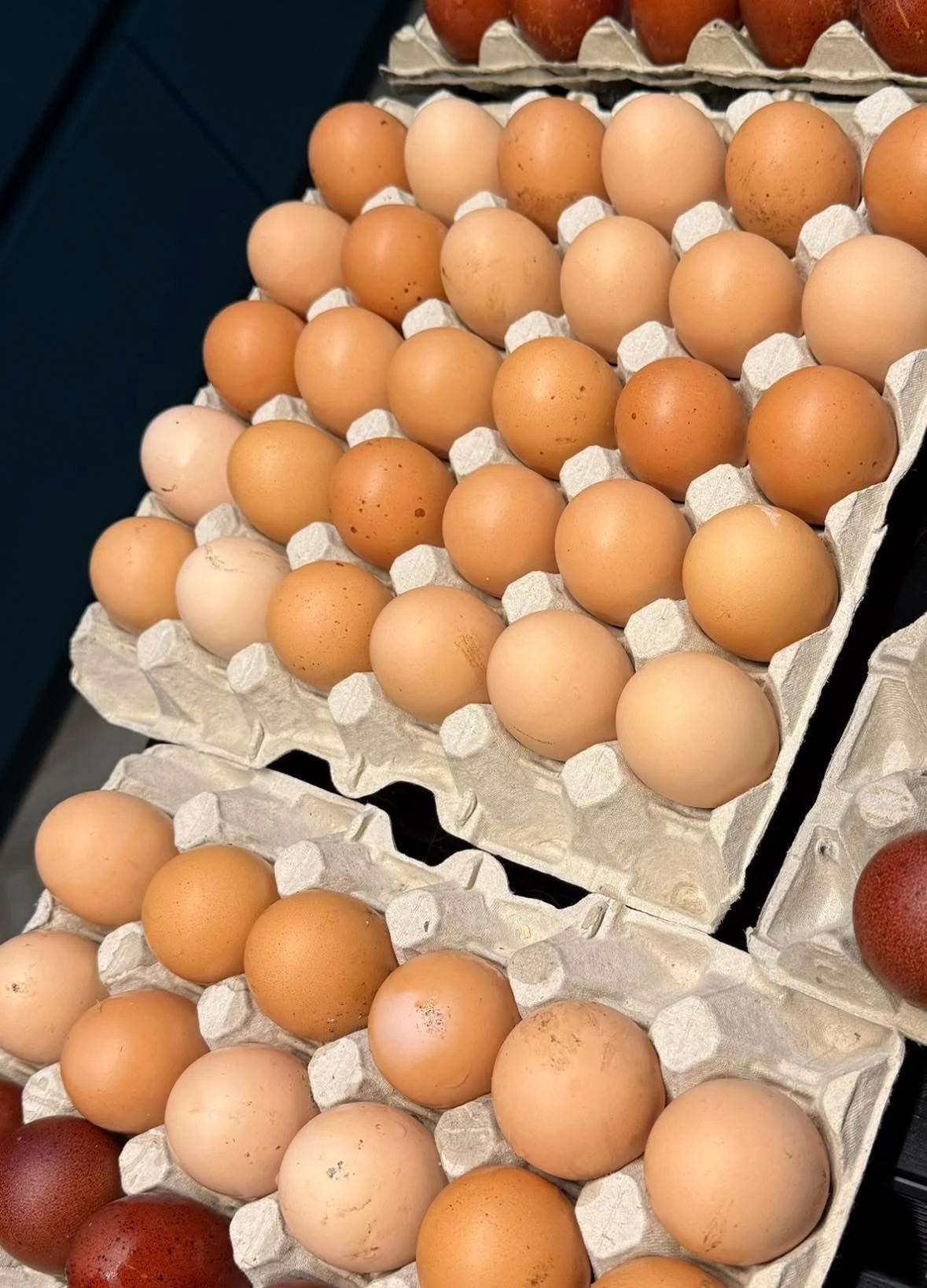 Kalimero selské kuře