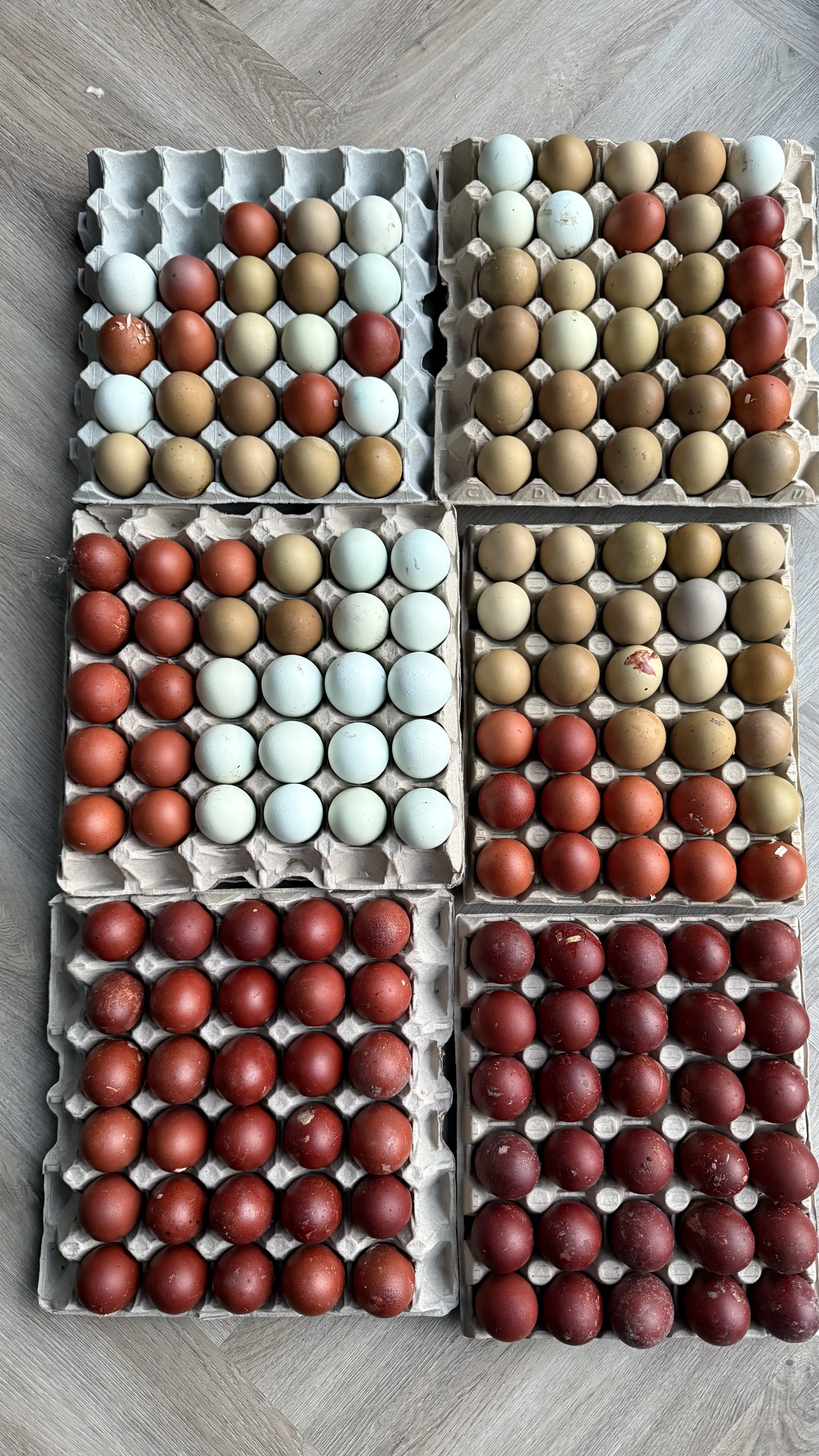 Násadová vejce za zelené, modré a hnědé vejce