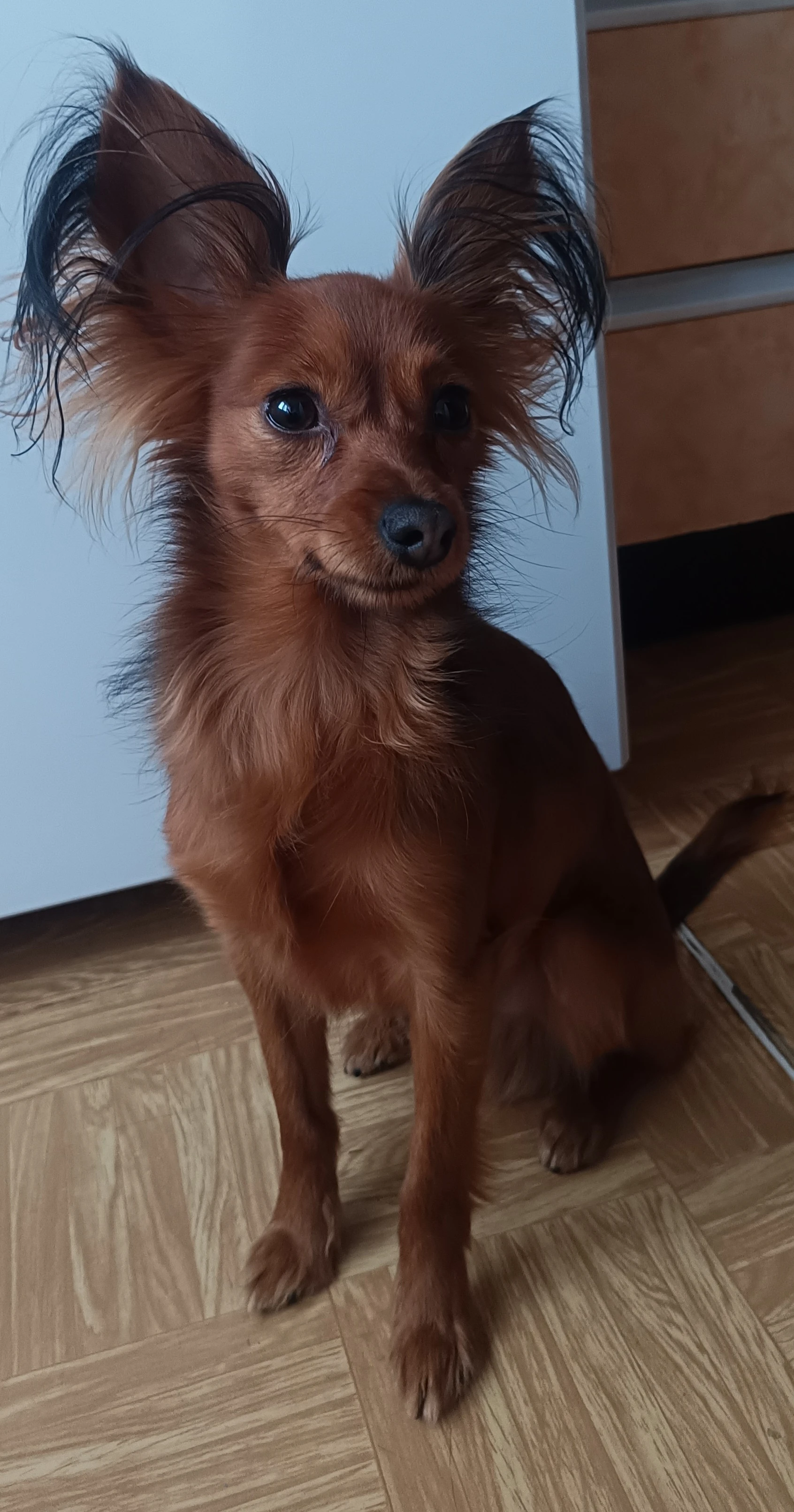 Prodám výstavně úspěšného chovného psa