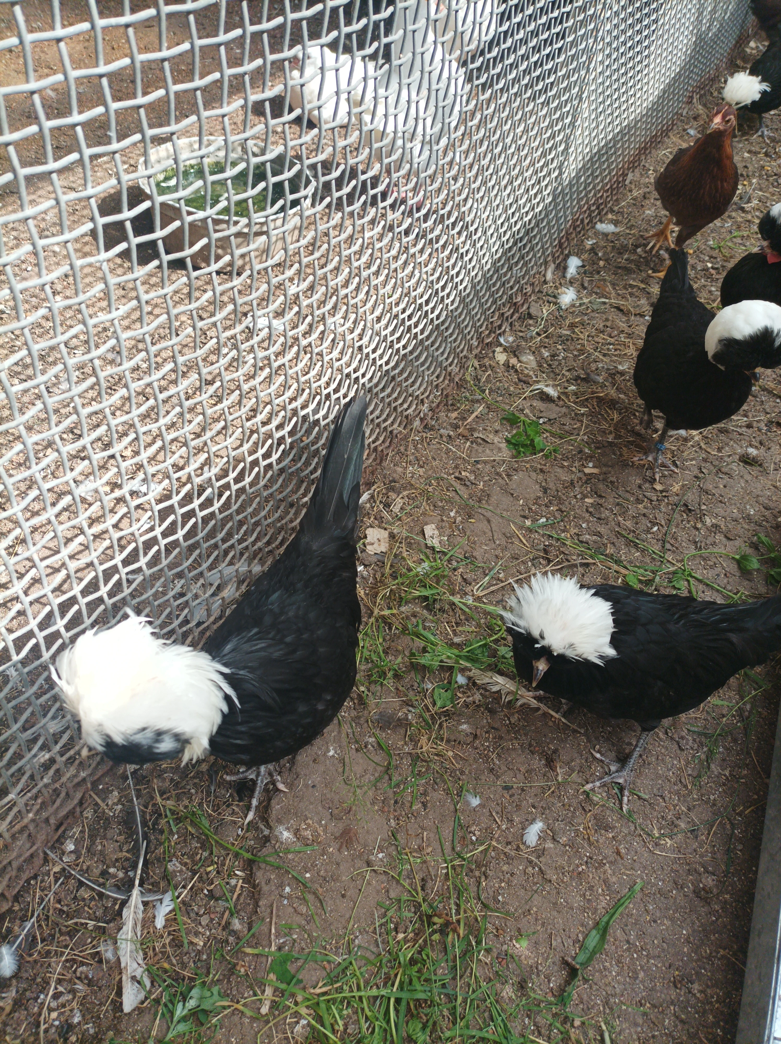 Prodám nasadova zdr. holandanek.