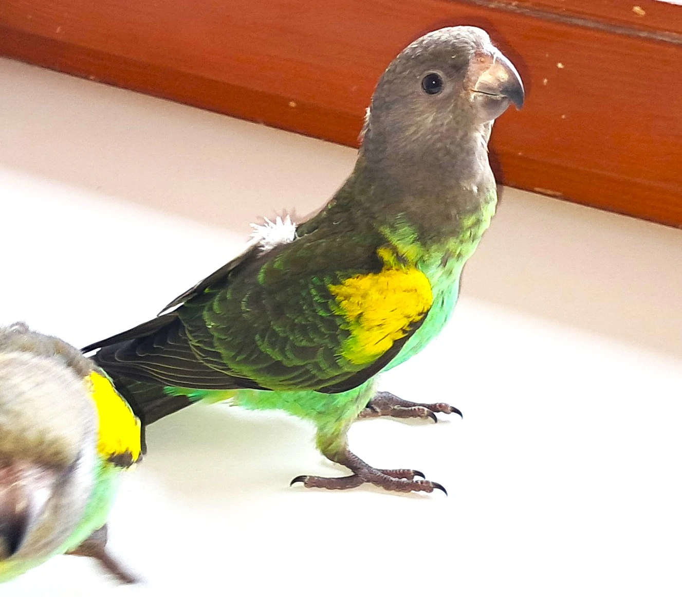 Papoušek žlutotemenný (meyerův)