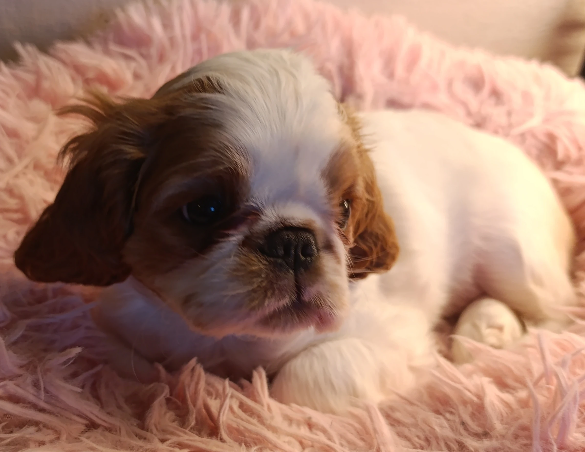 King Charles španěl (spaniel) - štěňě - 1 fenečka