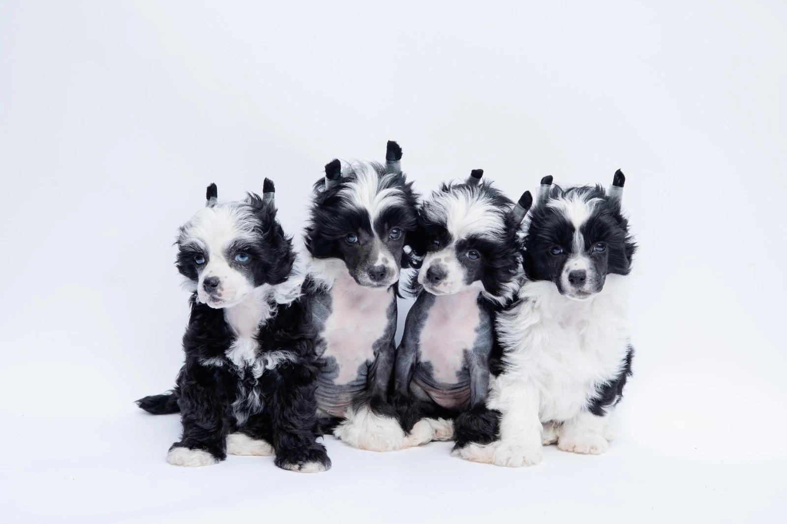 Štěňata čínského chocholatého psa