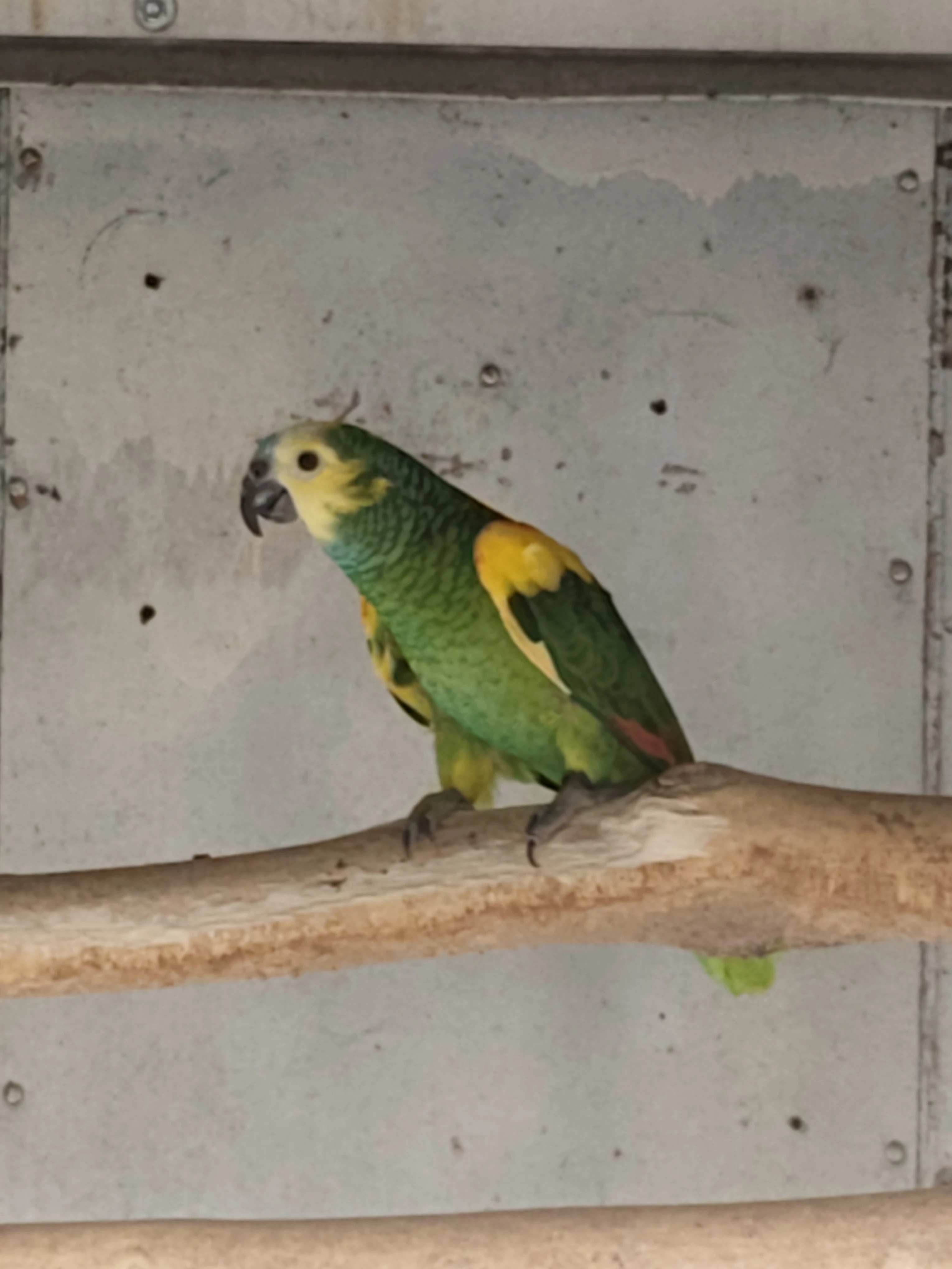 Koupím Amazoňan modročelý