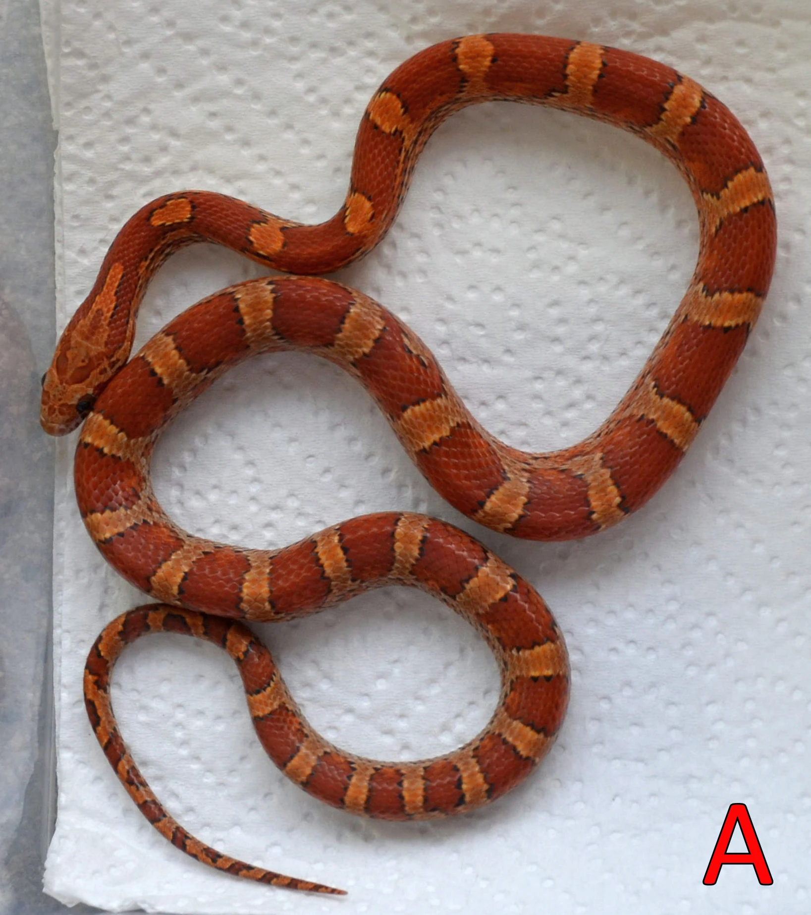Prodám mláďata užovky červené (08/25)