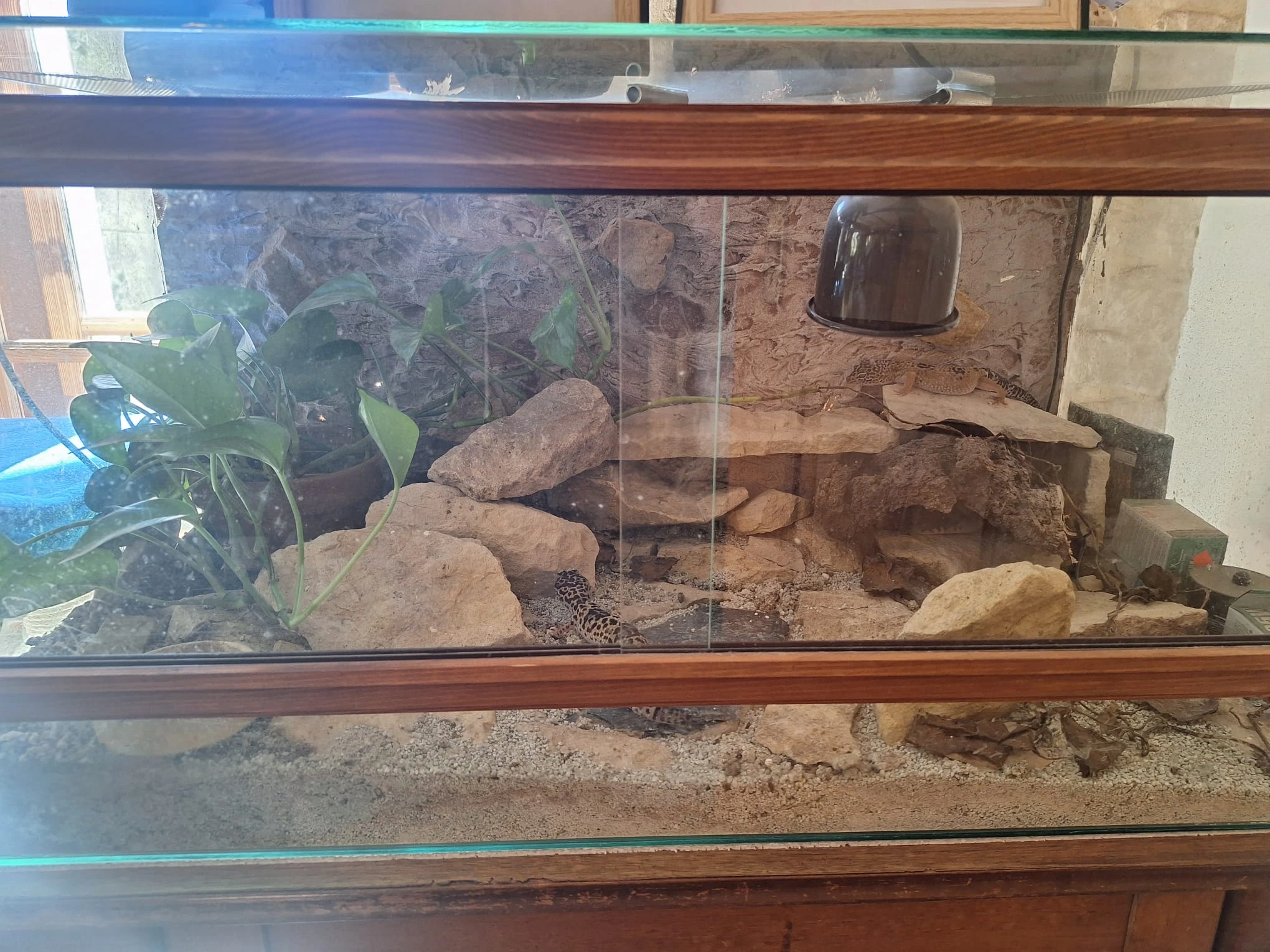 Prodám gekončíky noční z jednoho chovu