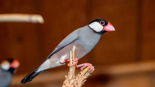 Rýžovnik šedý a hnědý