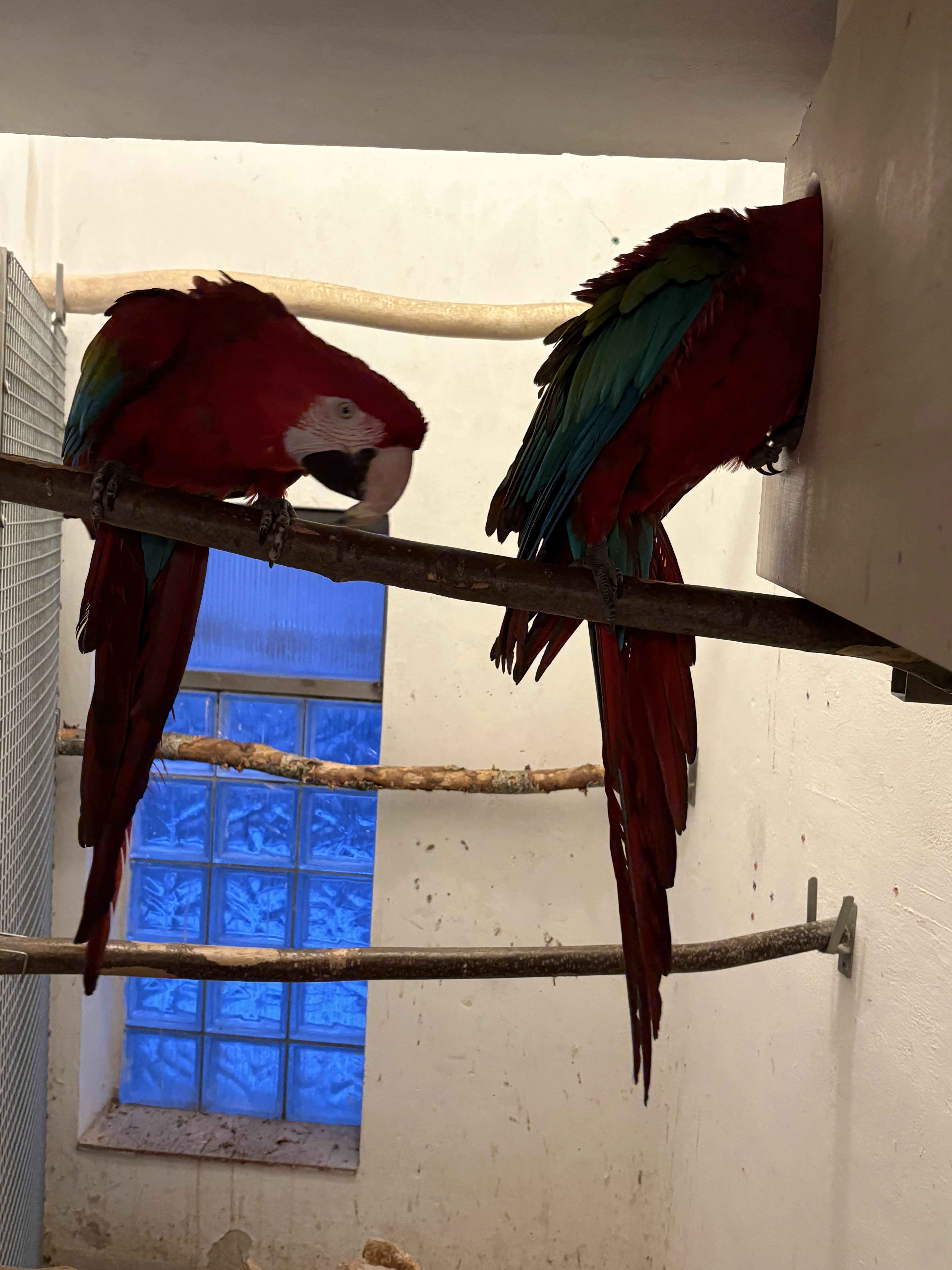 Chovná pára ara zelenokřídlý