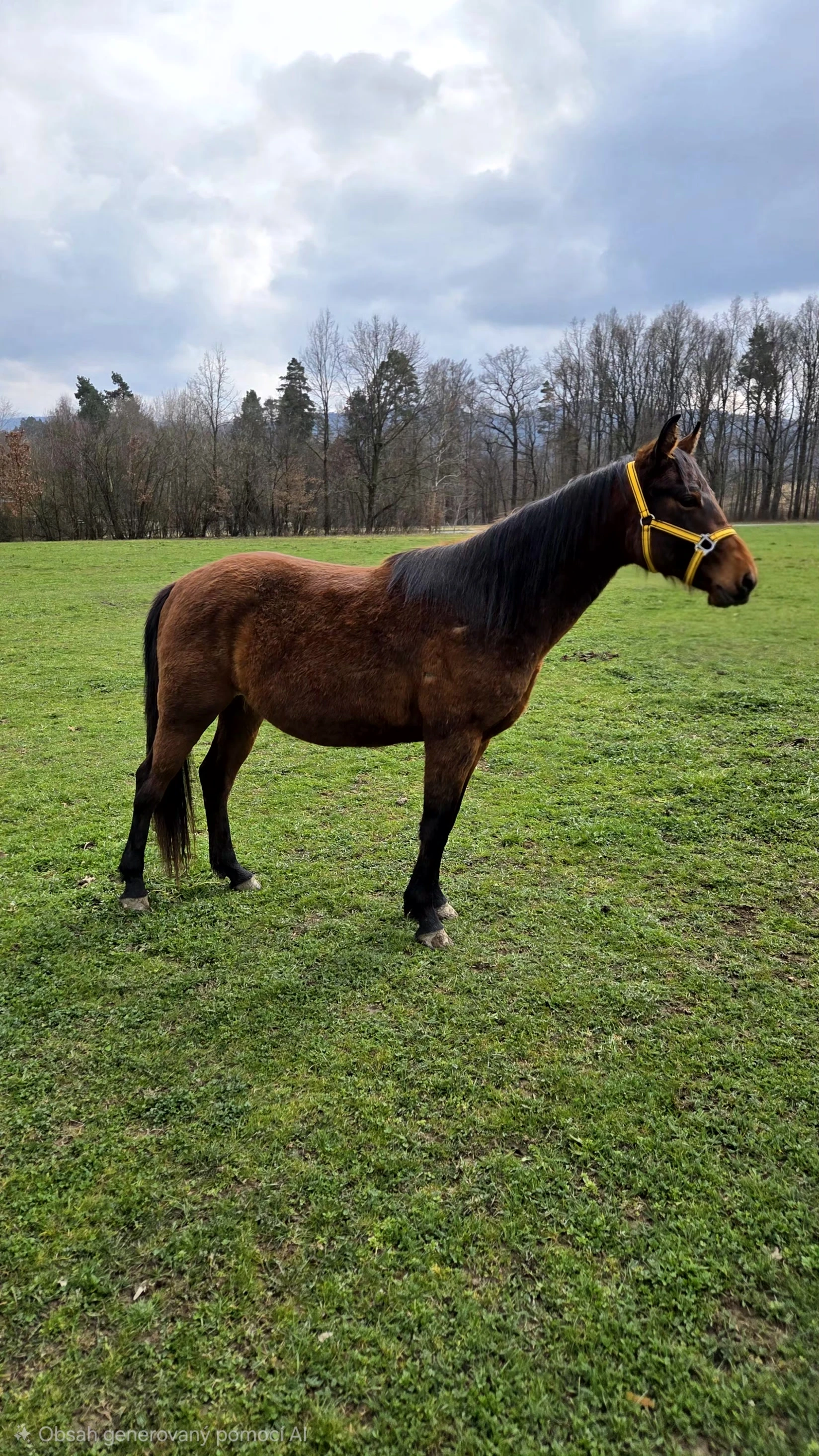 3 letý hřebec x QH