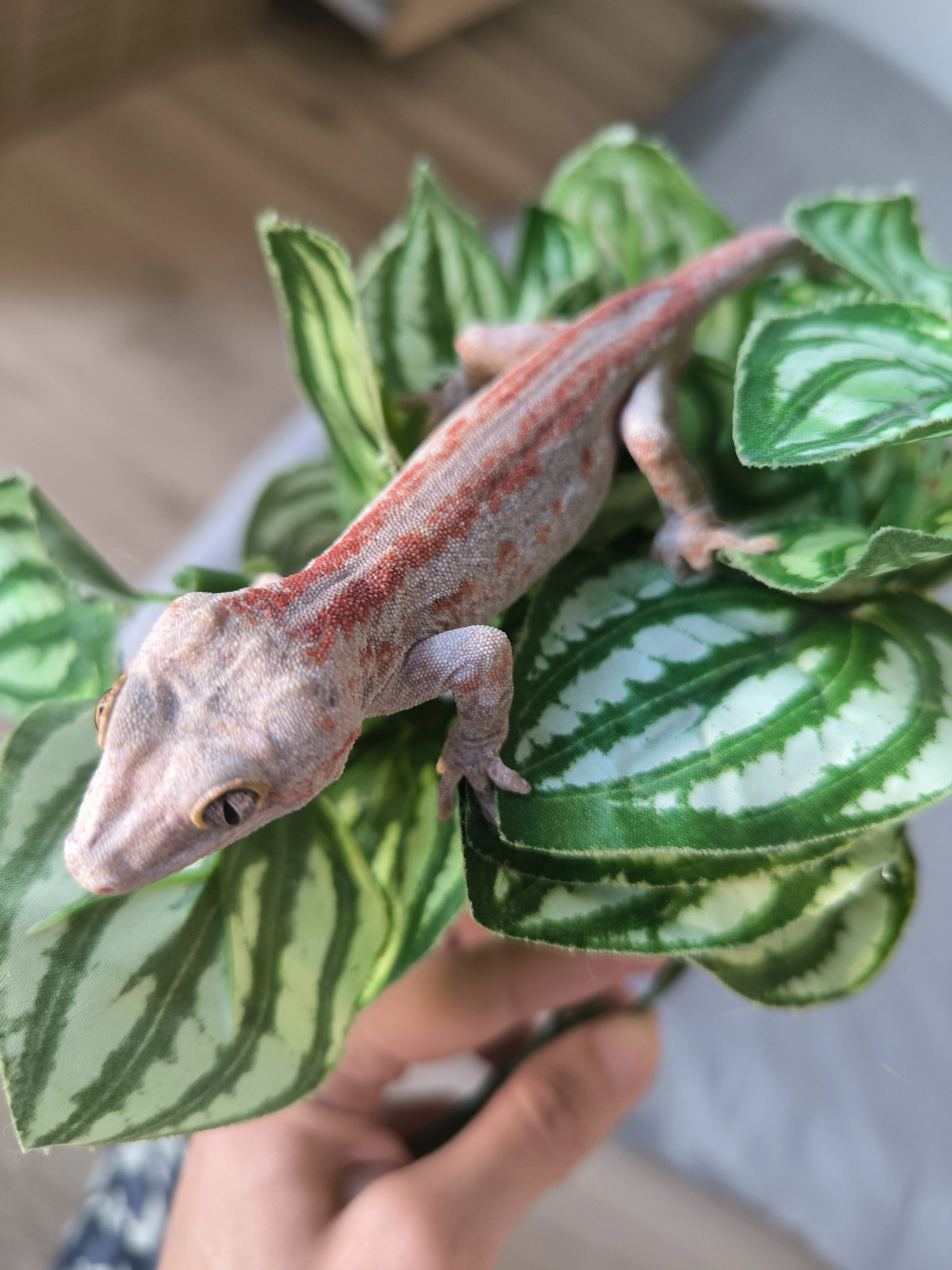 Rhacodactylus auriculatus odrostlá mláďata