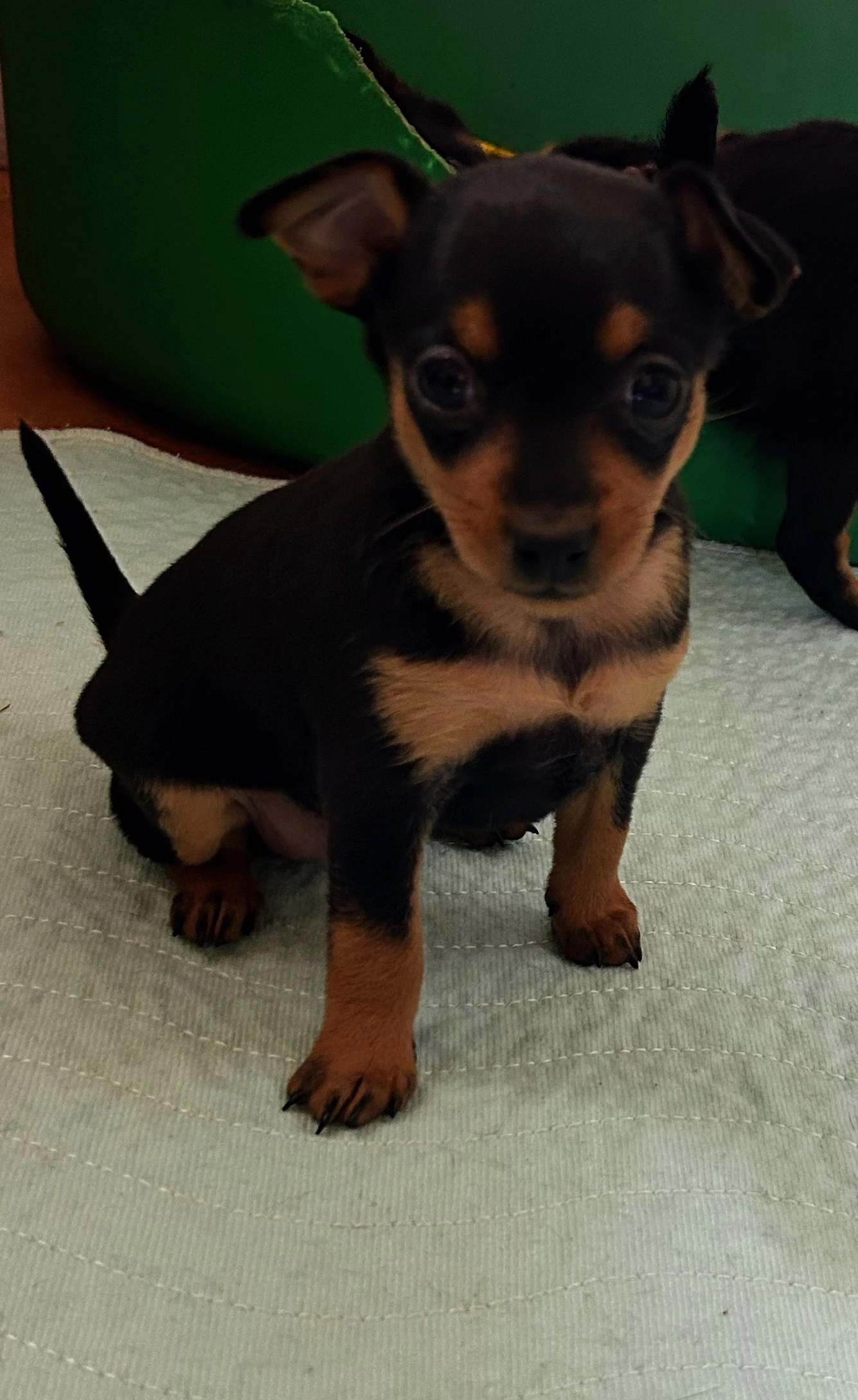 Pražský krysařík - štěňátka