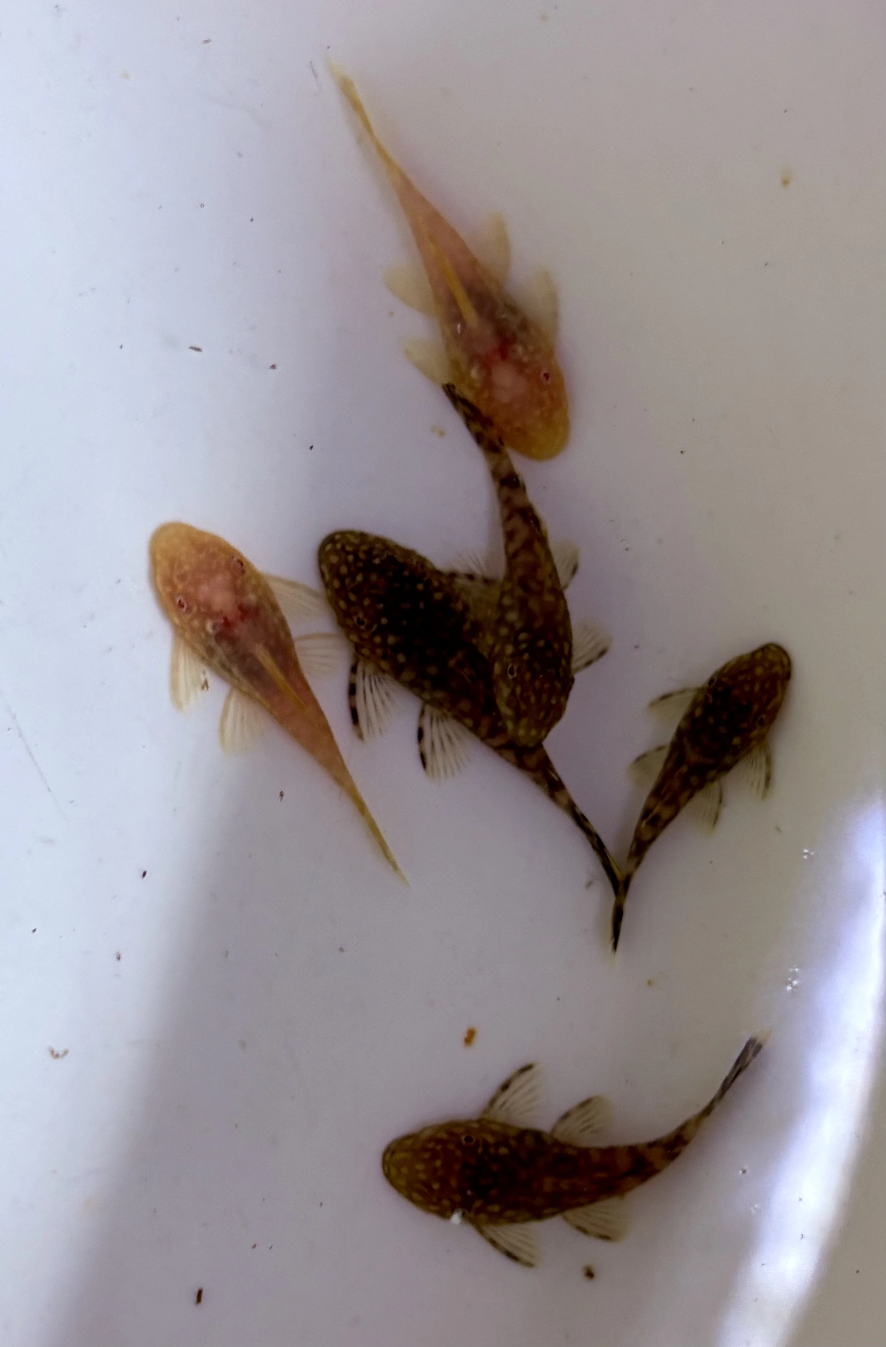 Ancistrus sp. Gold a normal