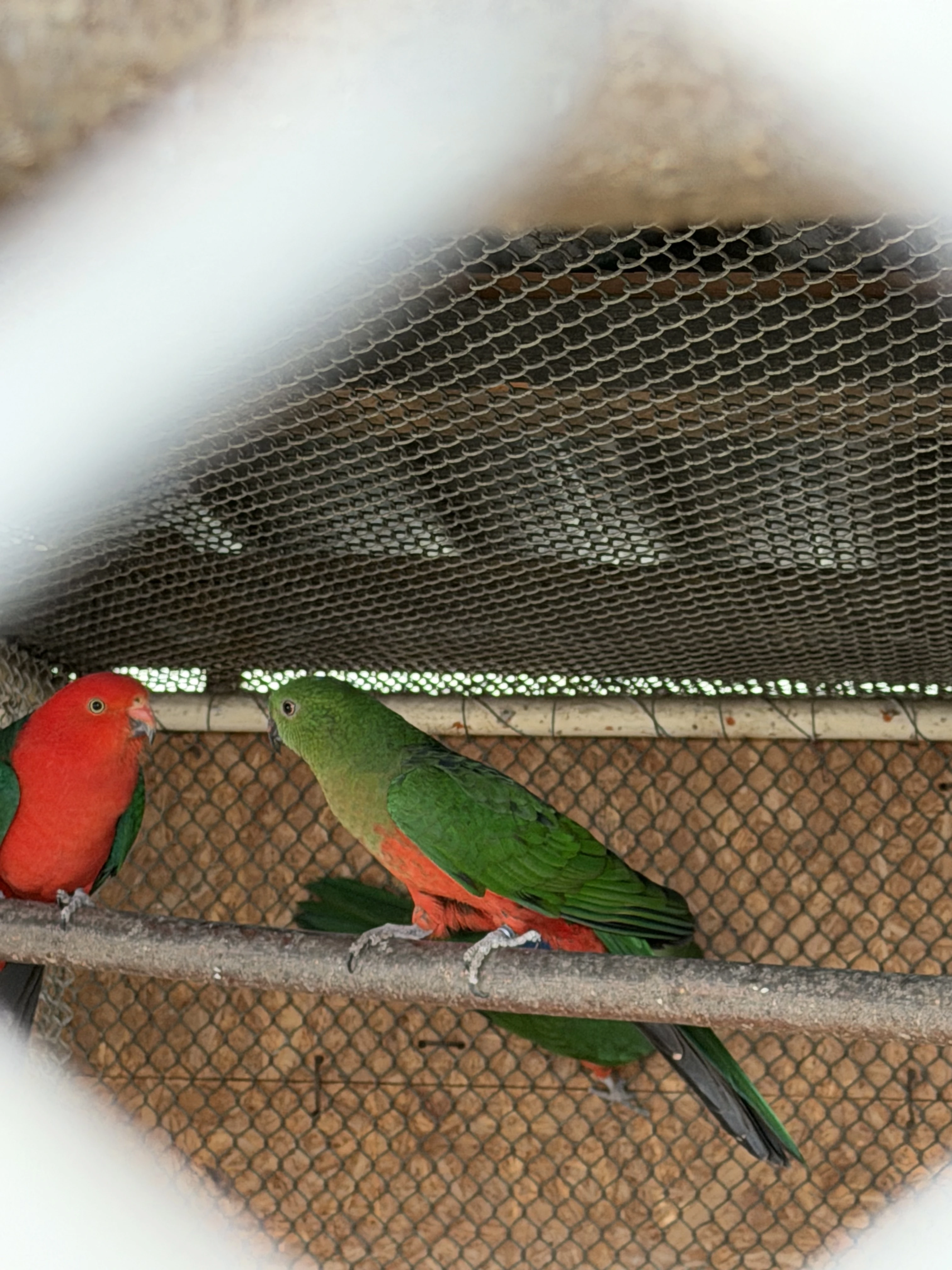 Prodám Papouška královského