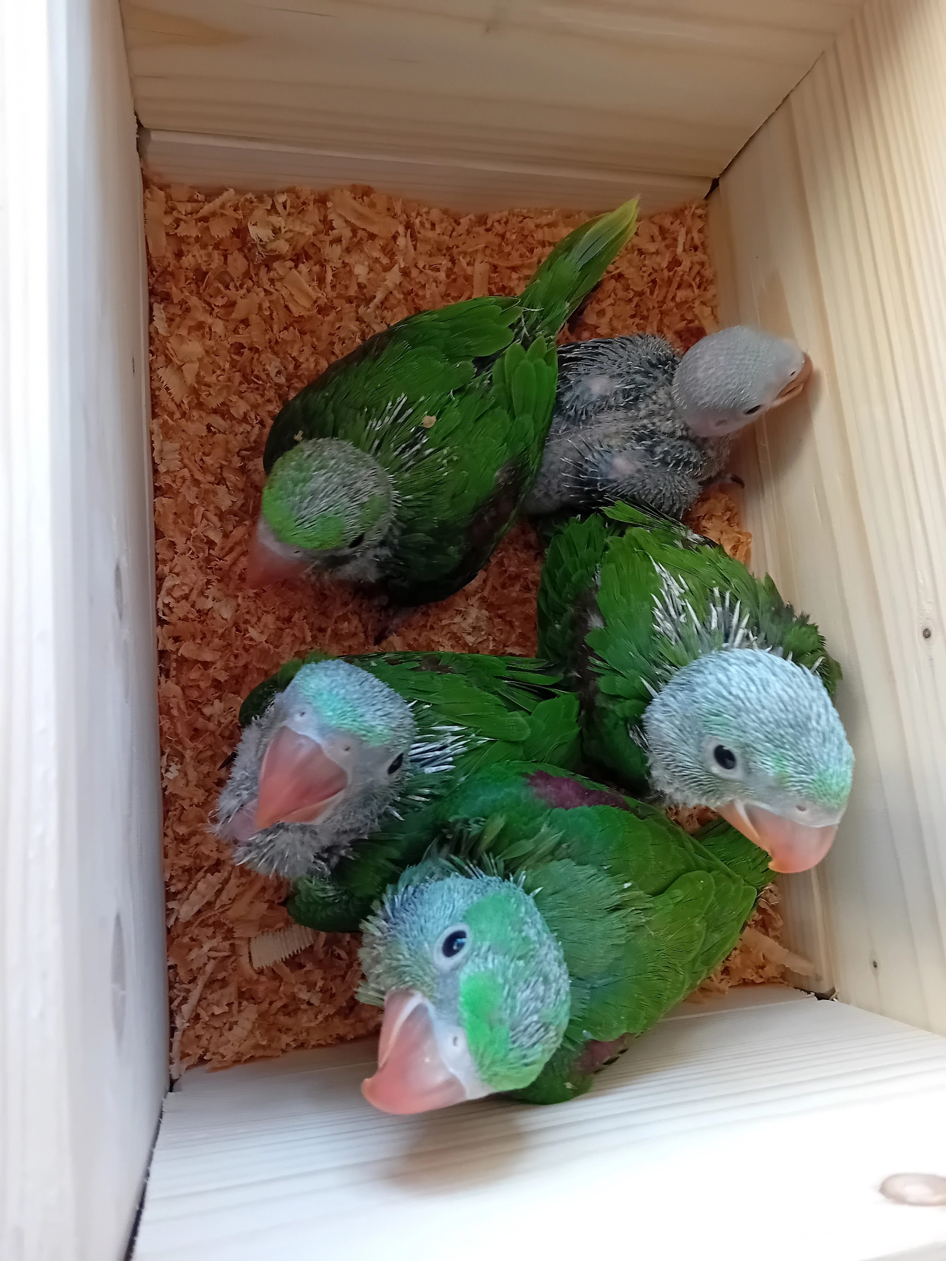 Ručně dokrmený mazel Alexandr velký