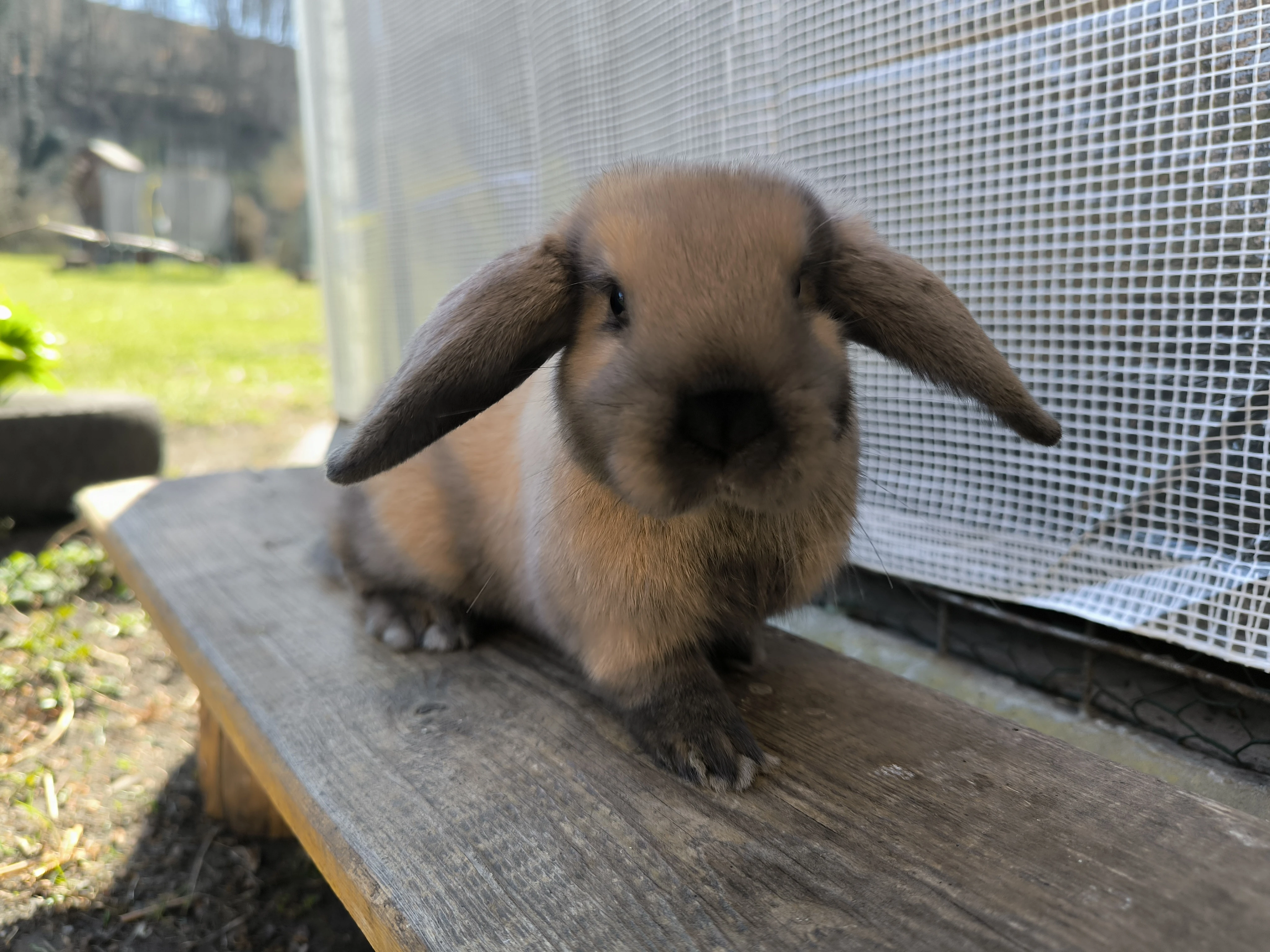 Zakrslý beran durynský samice