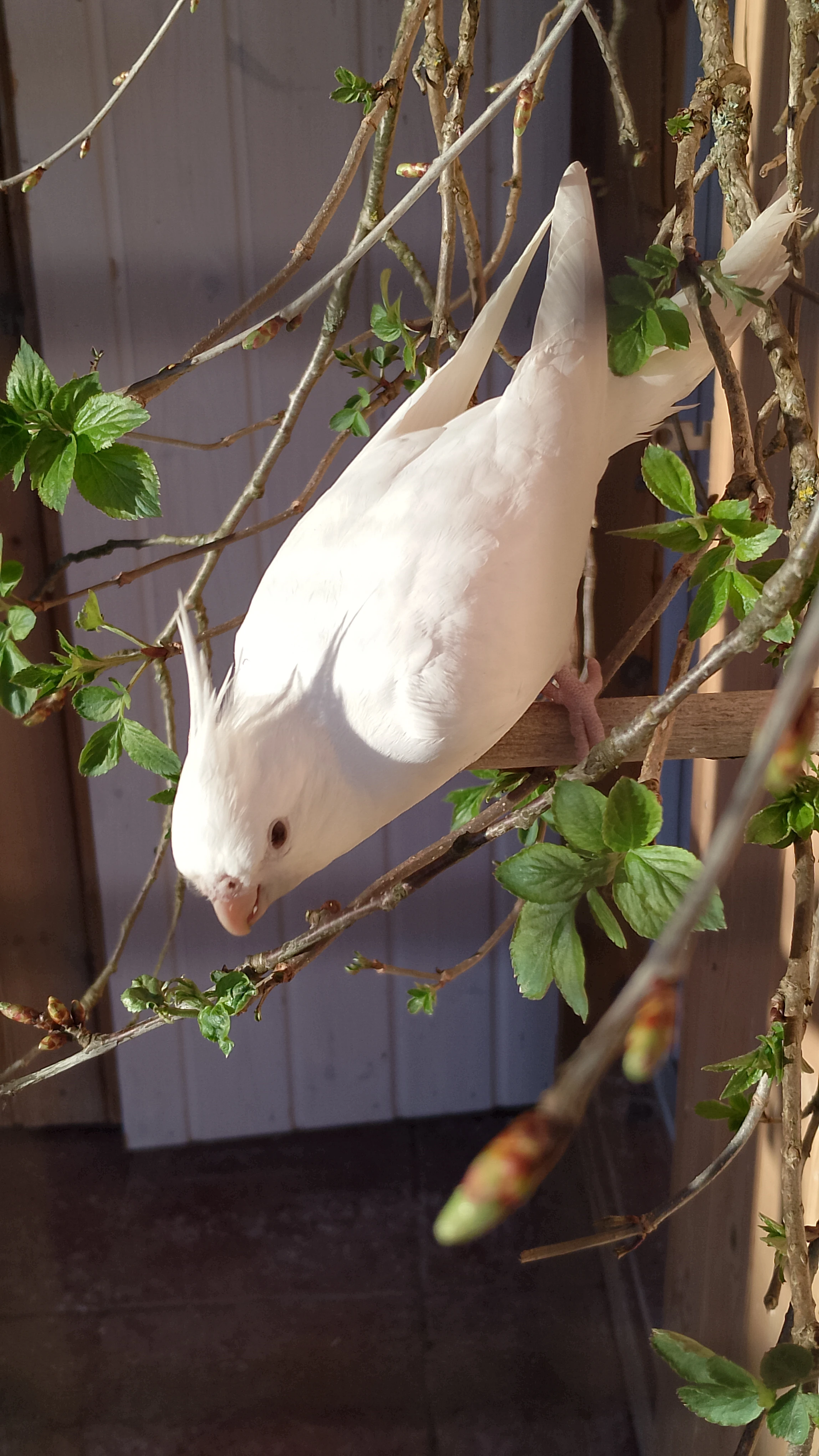 Korela chocholatá - loňská samice bílá