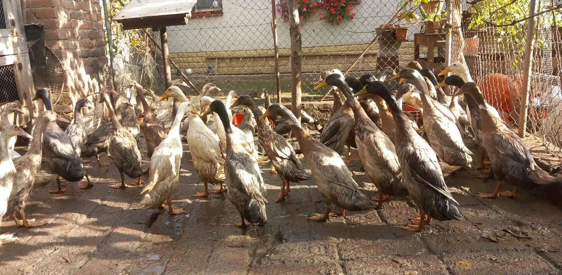 Indický běžec lovec slimaku