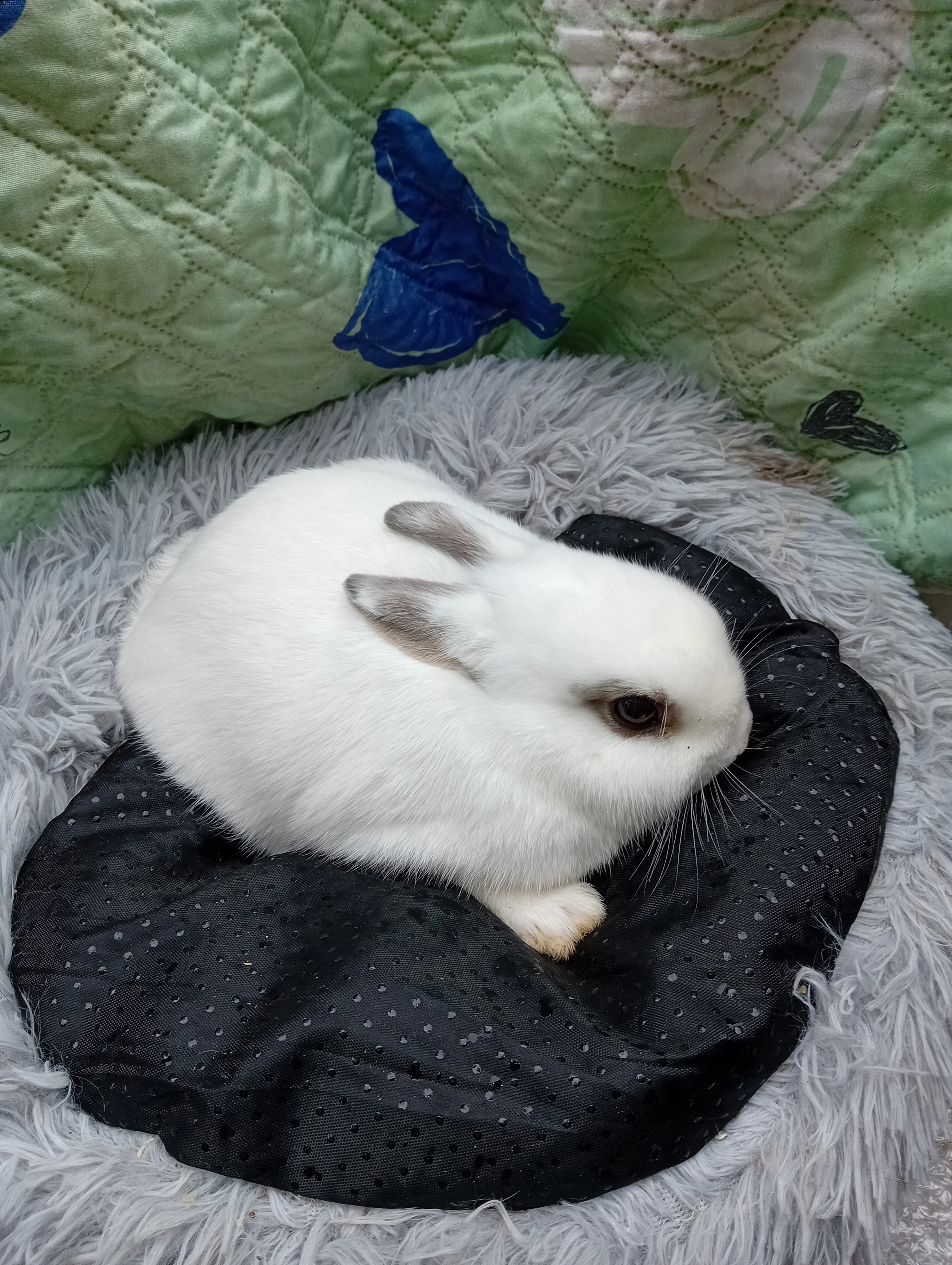 Zakrslý králíček E2