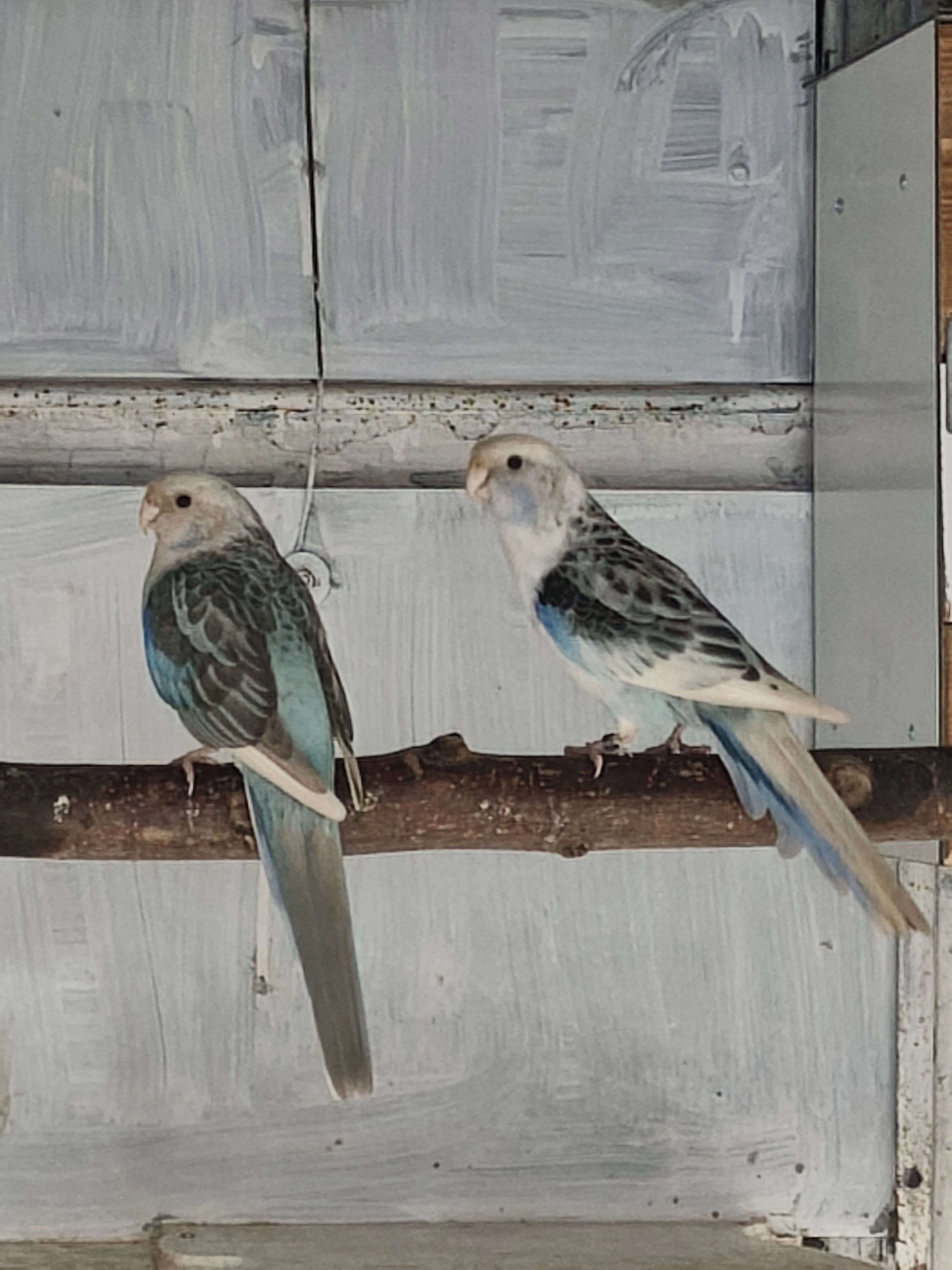 Rosela modrá straka