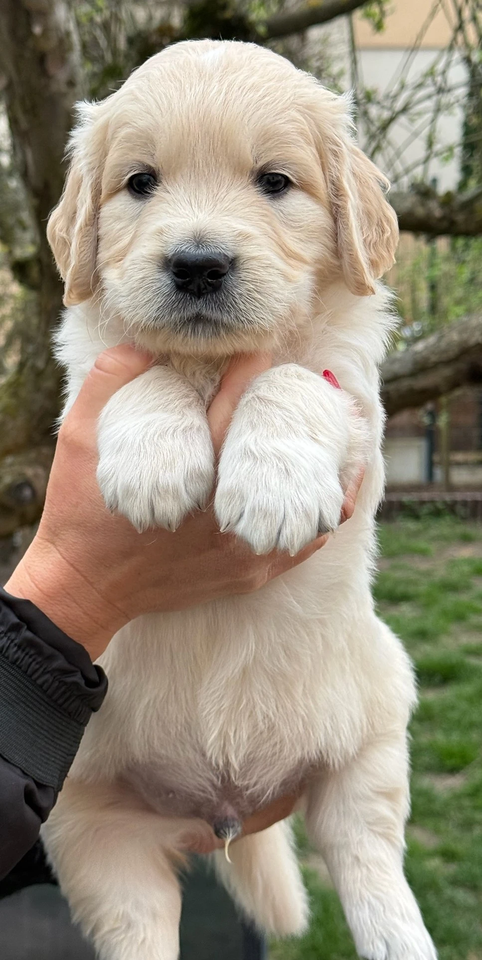 Velmi perspektivní pejsek zlatého retrievera s PP