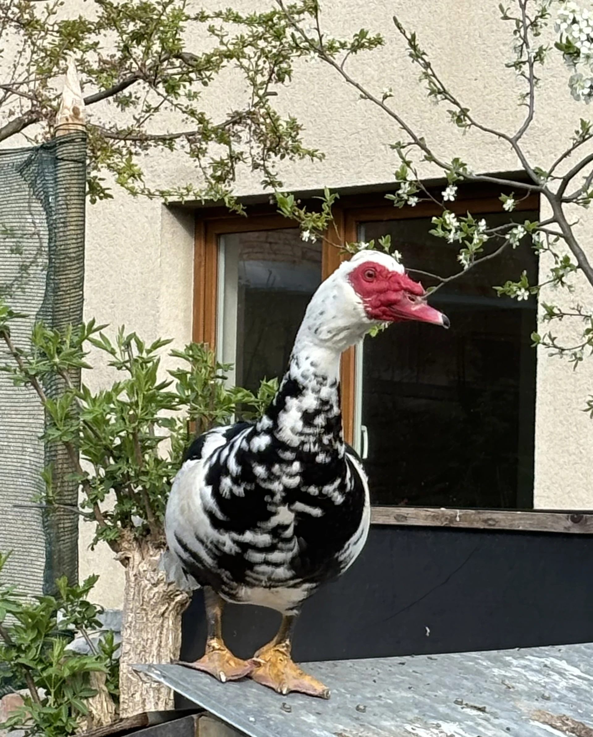 Chovný kačer Bedřich