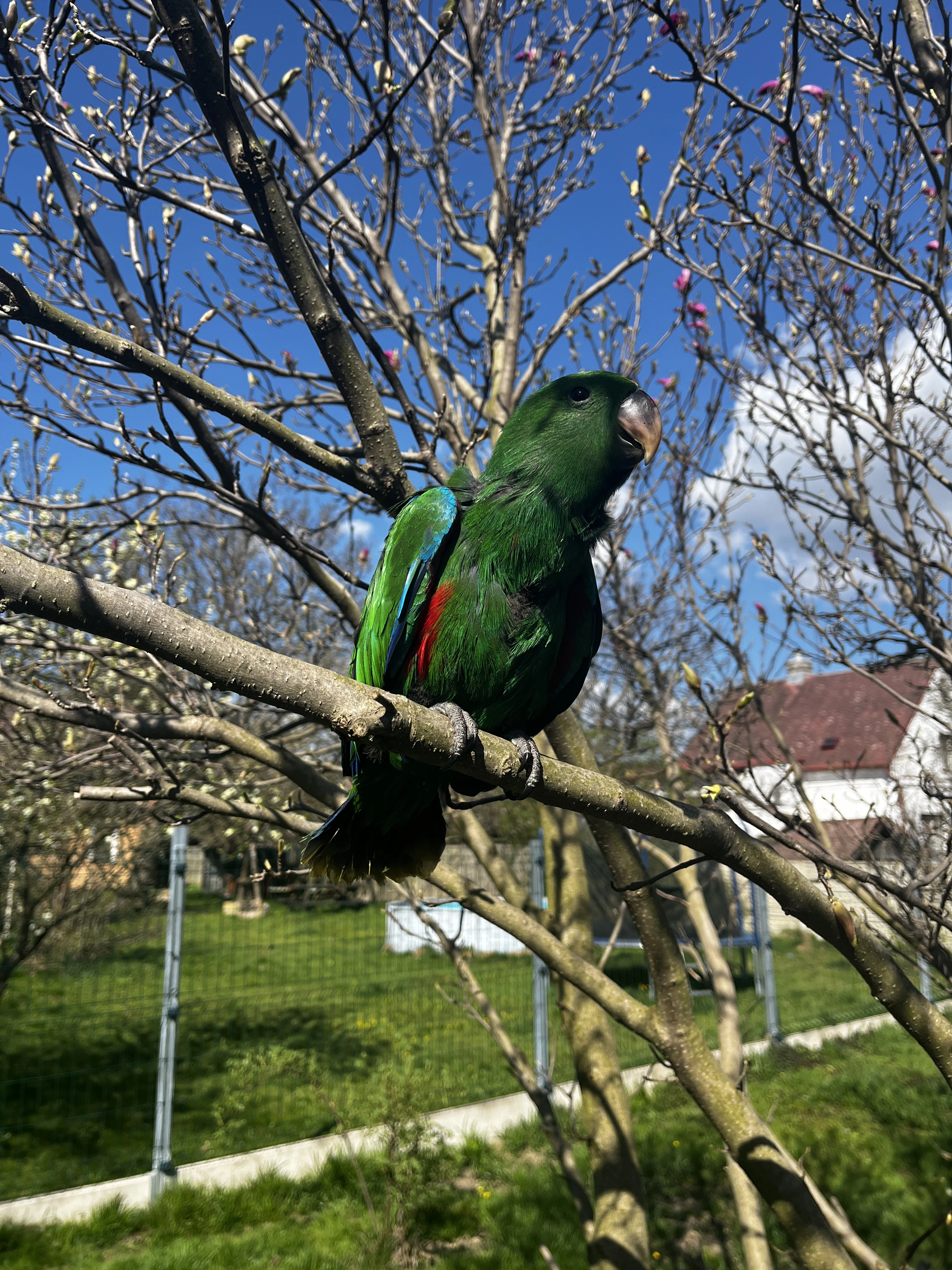 Eklektus polychloros