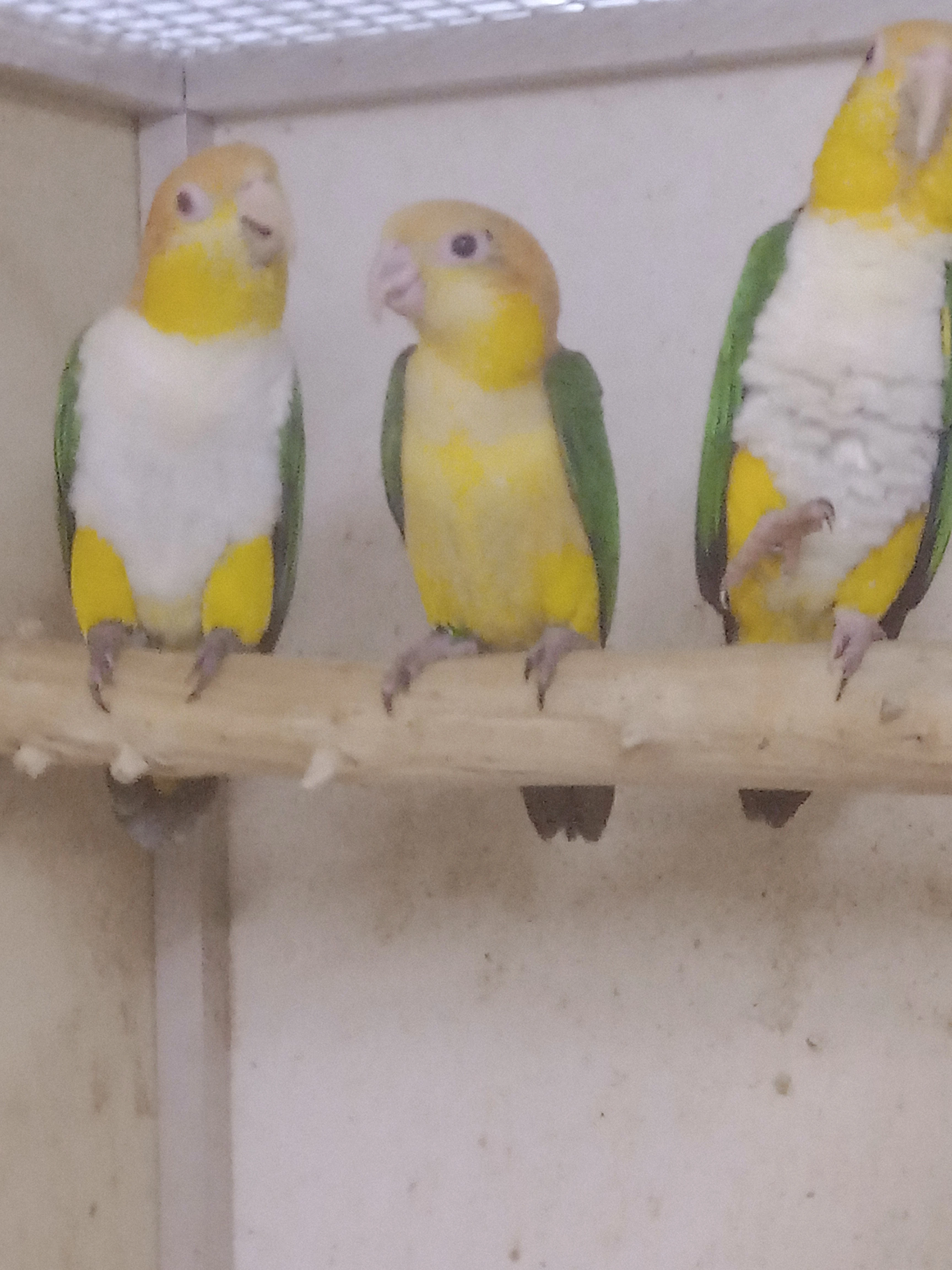 0.1 Amazónek bělobřichý