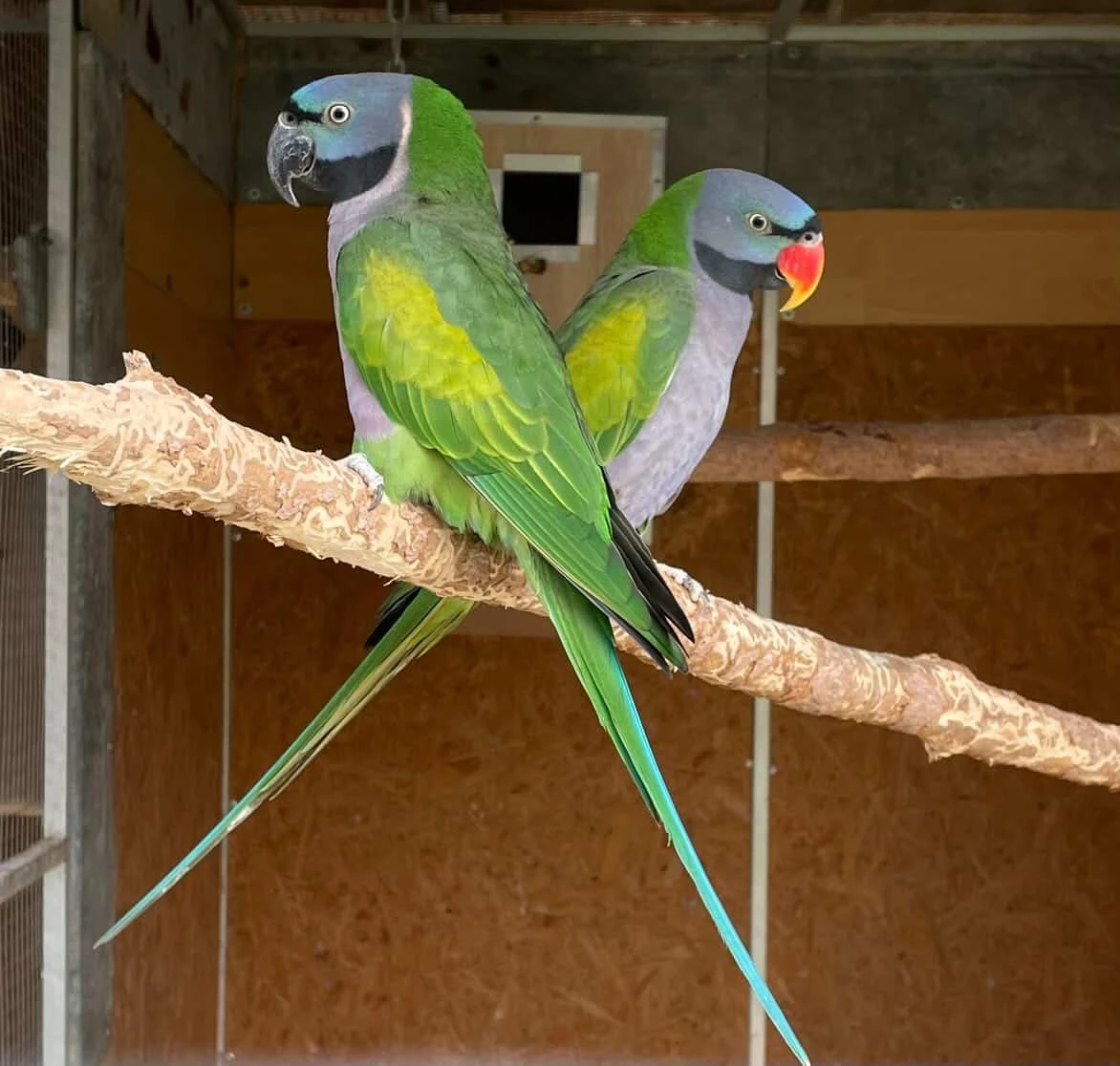 Prodám alexandry čínské