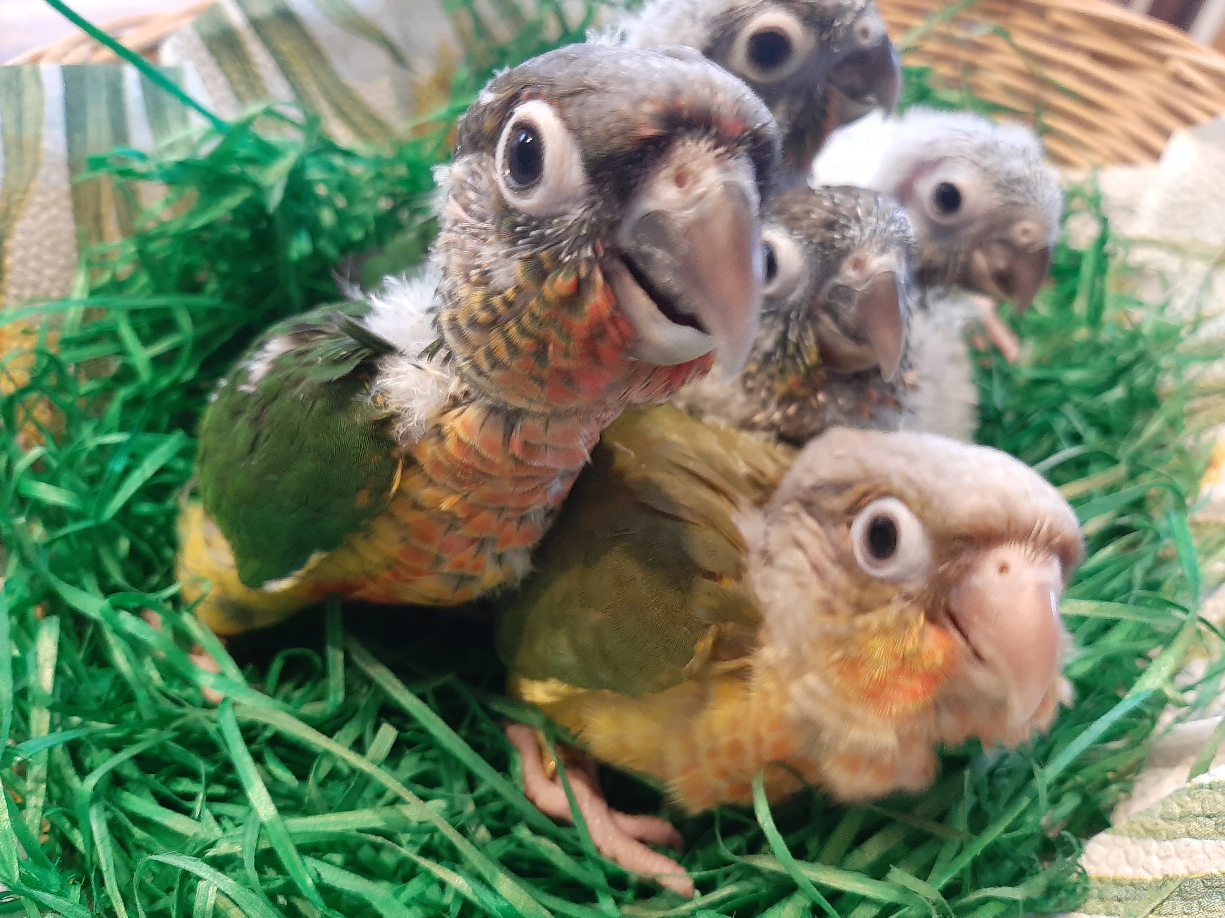 Ručně dokrmená mláďata pyrury zelenolícího