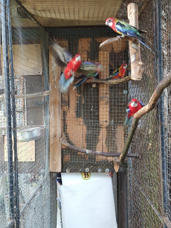 Rosela pestrá / červená 6ks (3,3)