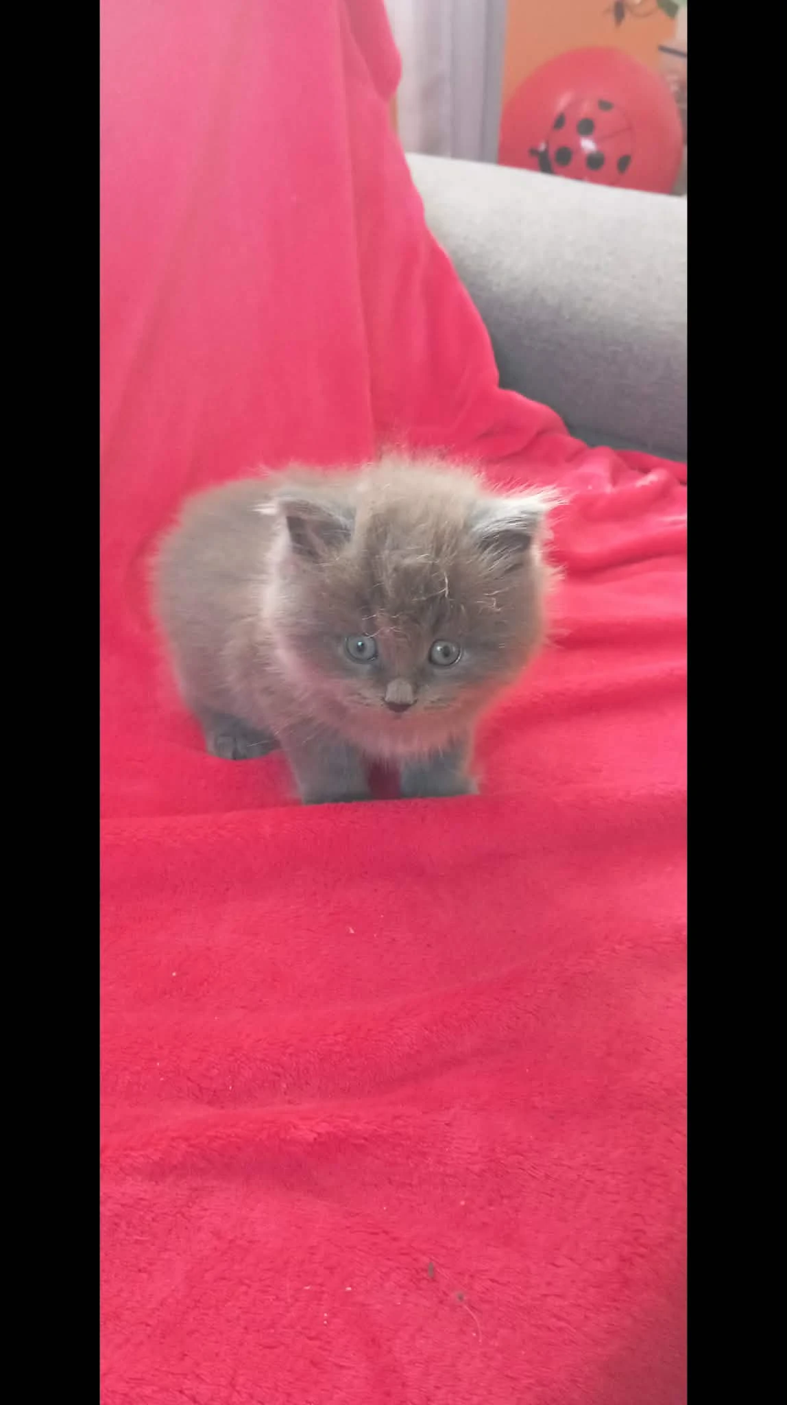 Britská krátkosrstá