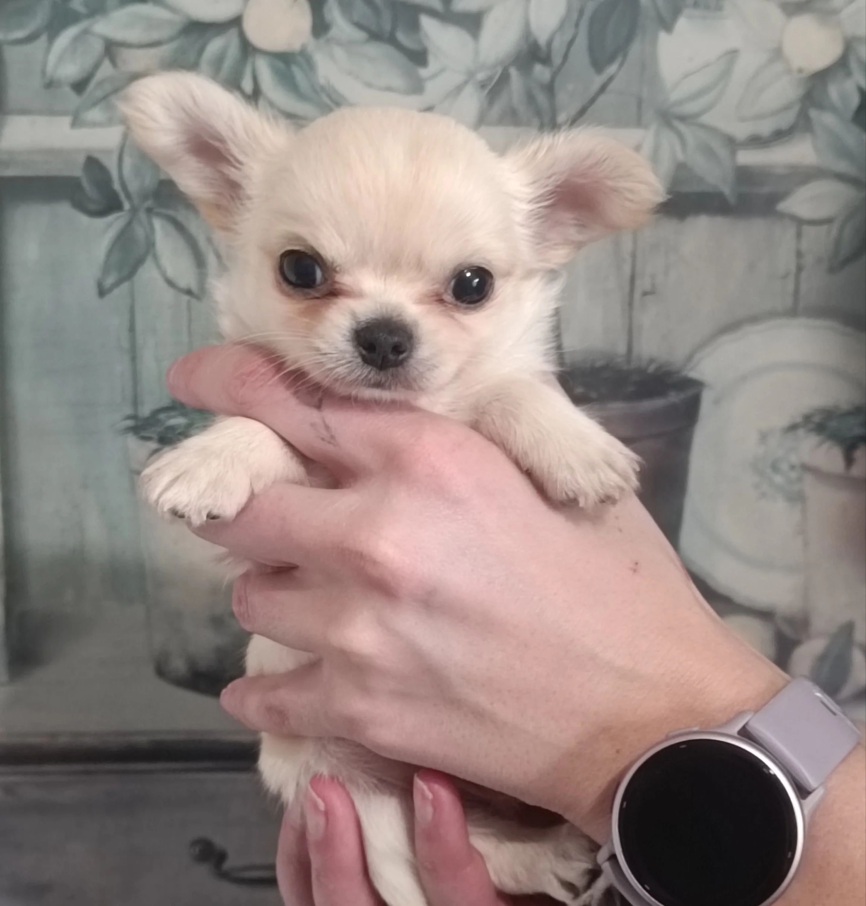 Čivava dlouhosrstá s PP