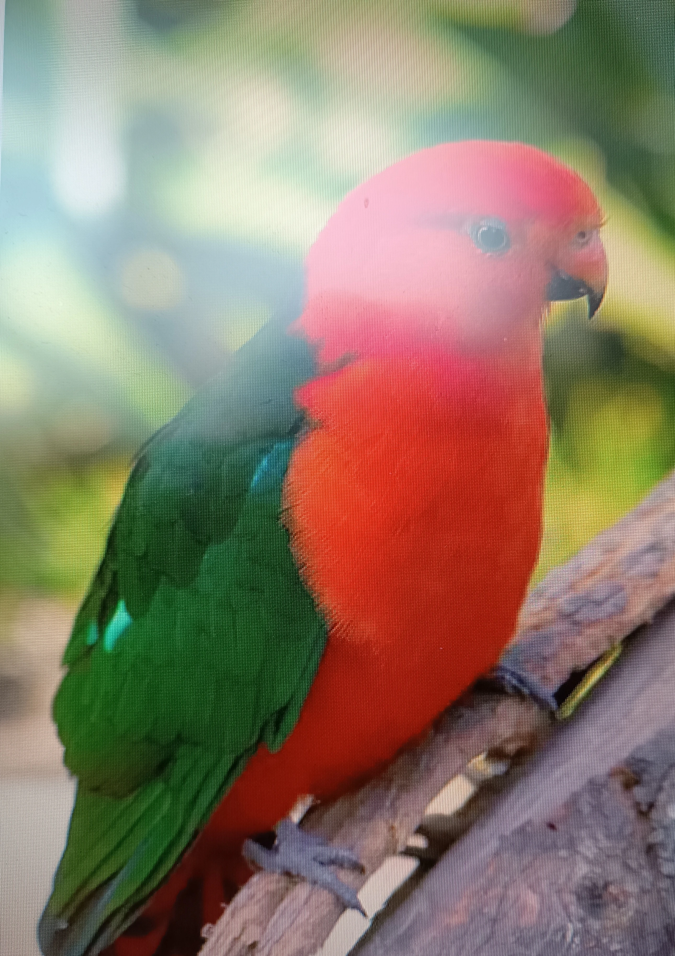 Papoušek královský - pár